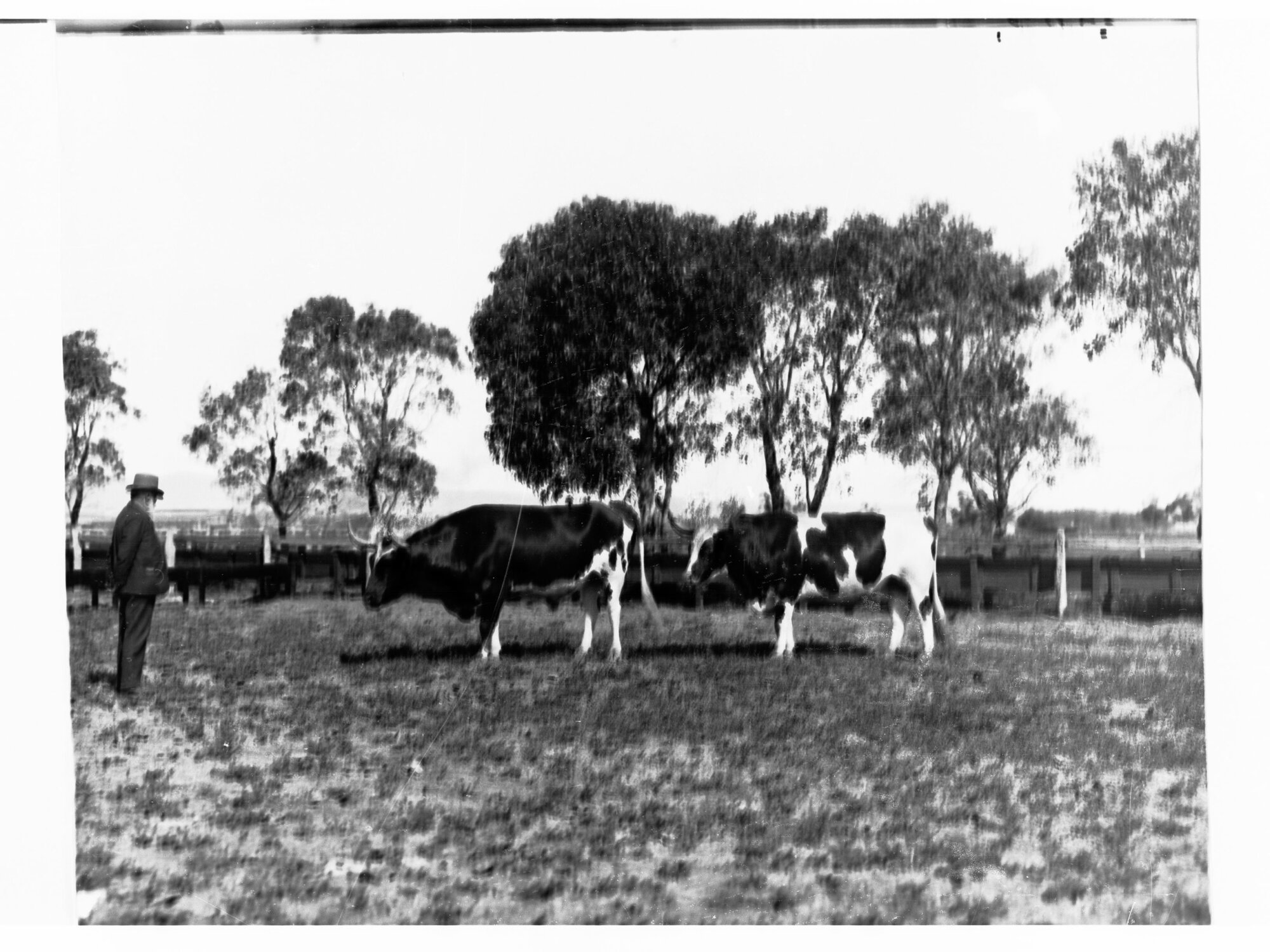 Islington Bulls on Farm