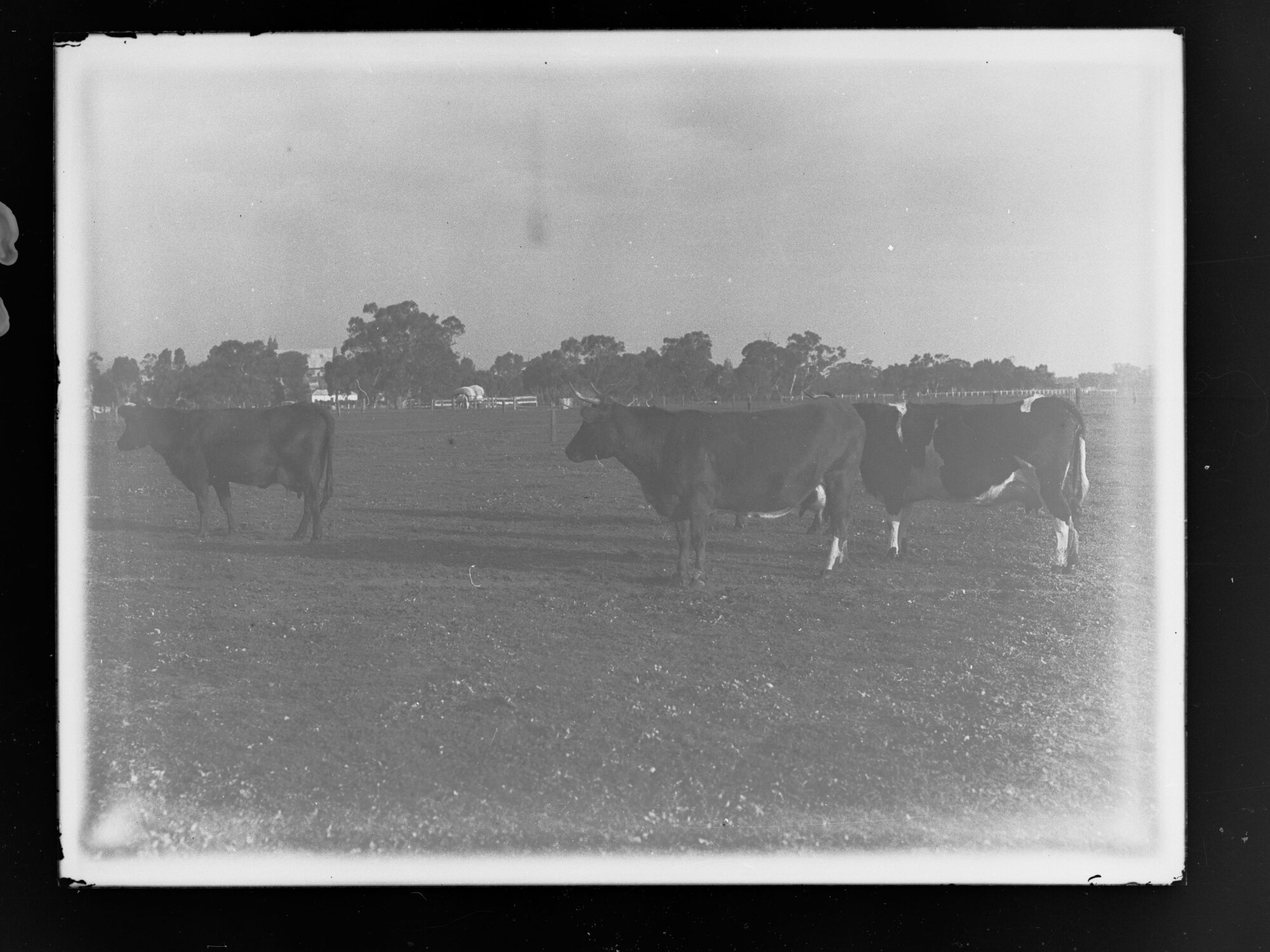 Cows in paddock