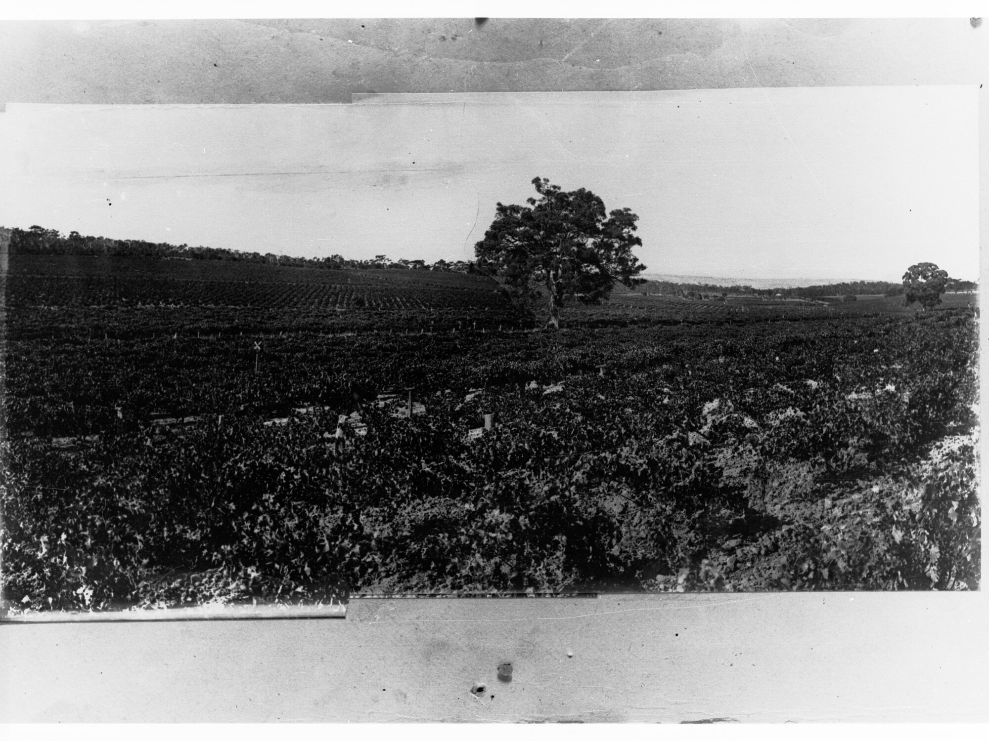 Lower View of Tintara Vineyards