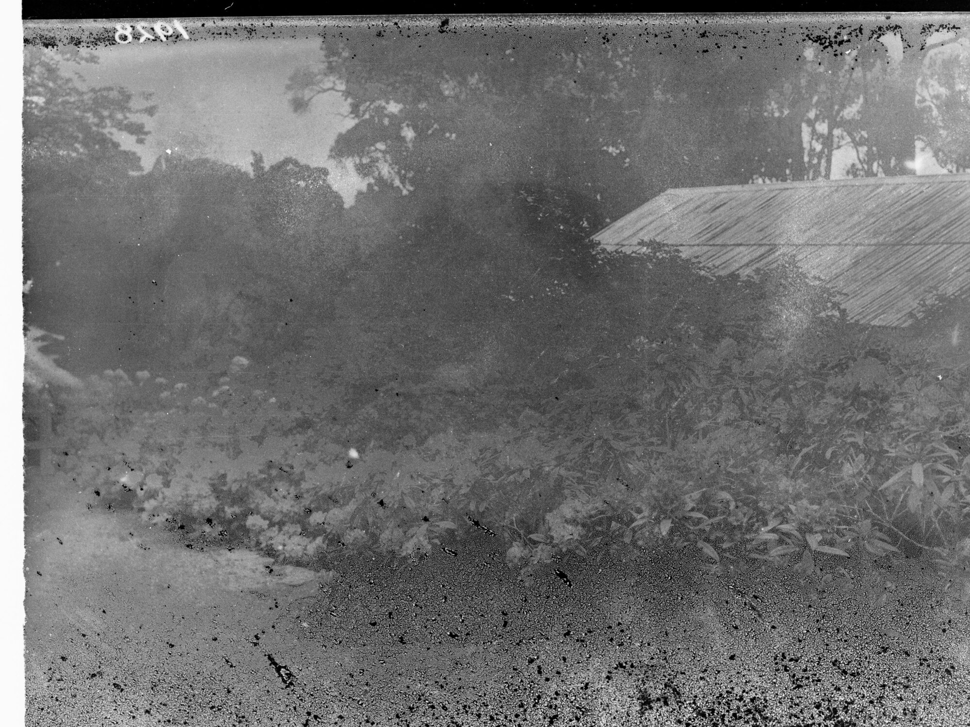 Rhododendrum at Mount Lofty