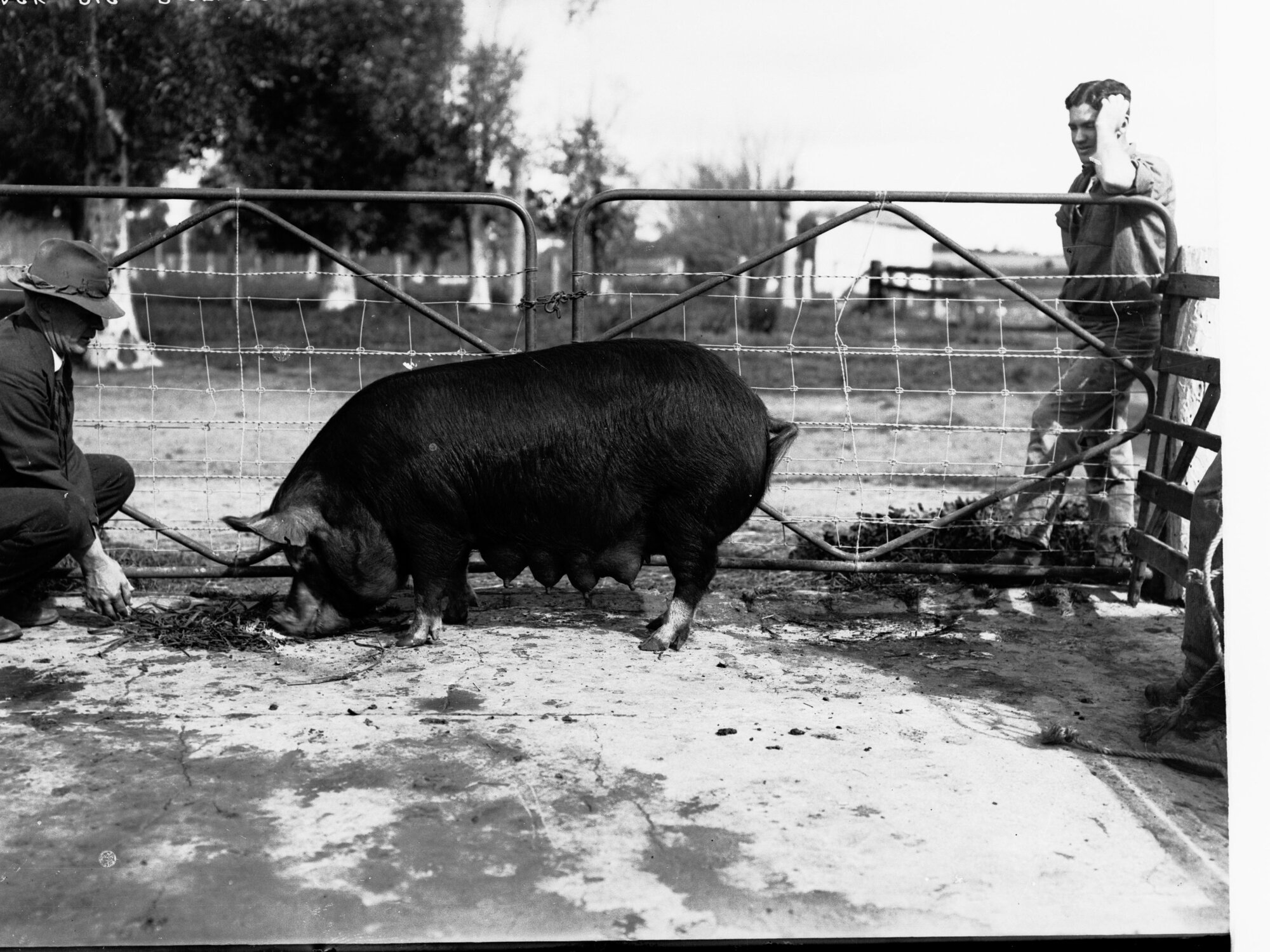 Black Pig  - Roseworthy College