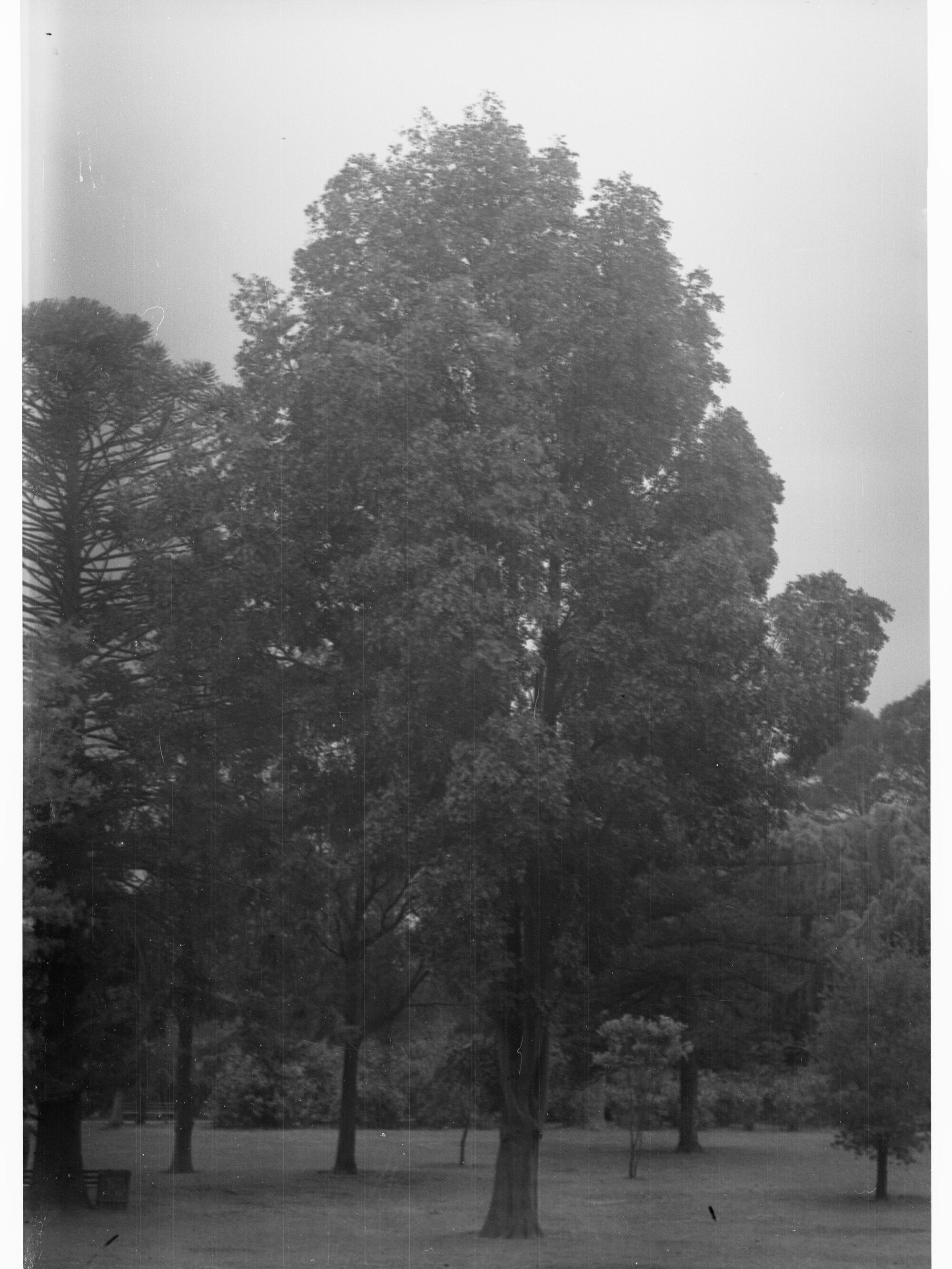 Botanic Gardens, Adelaide