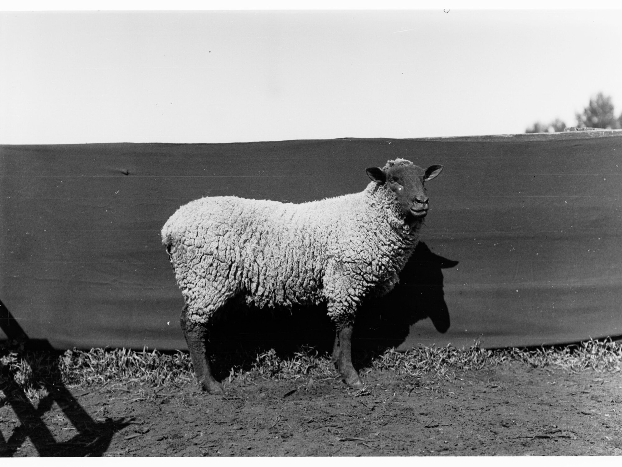 Sheep at Roseworthy