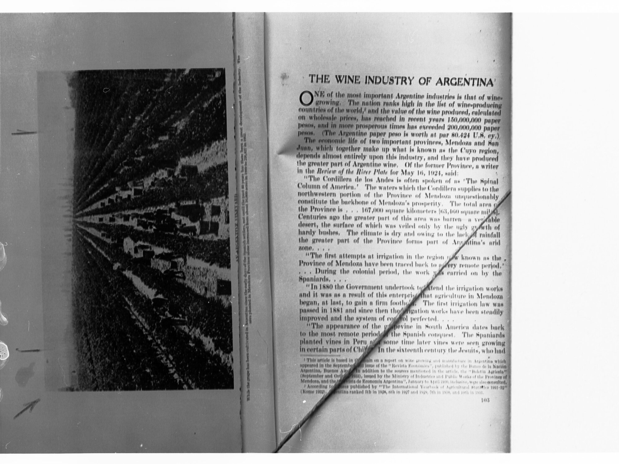 Grape Pickers in Argentina