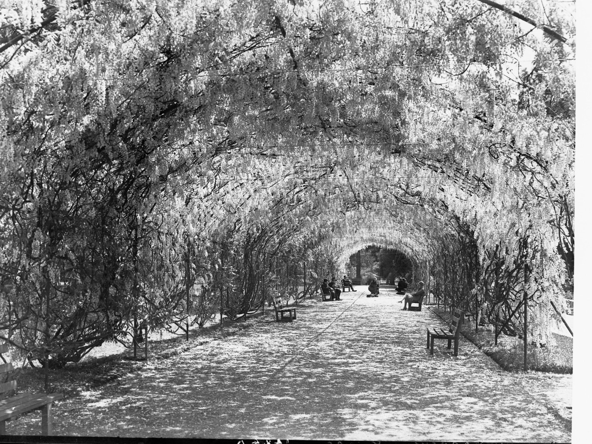 Botanic Gardens Shaded Path