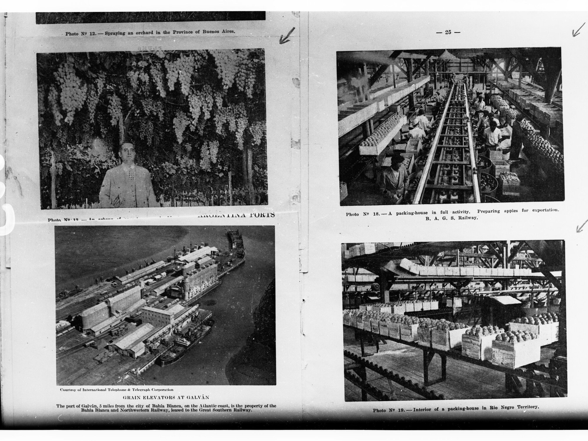 Argentina Fruit Industry