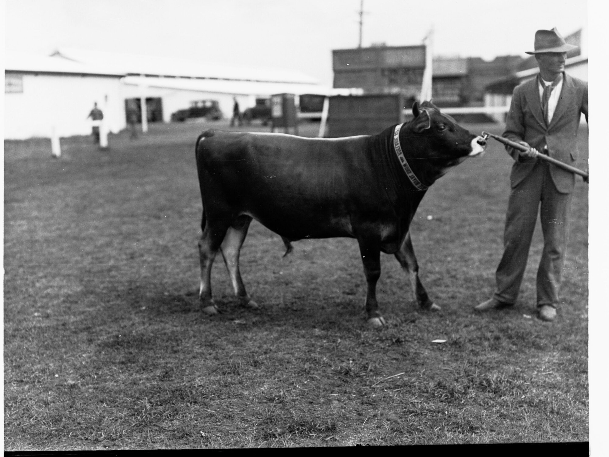 Man pulling a bull by a ring through its nose - Royal Adelaide Show