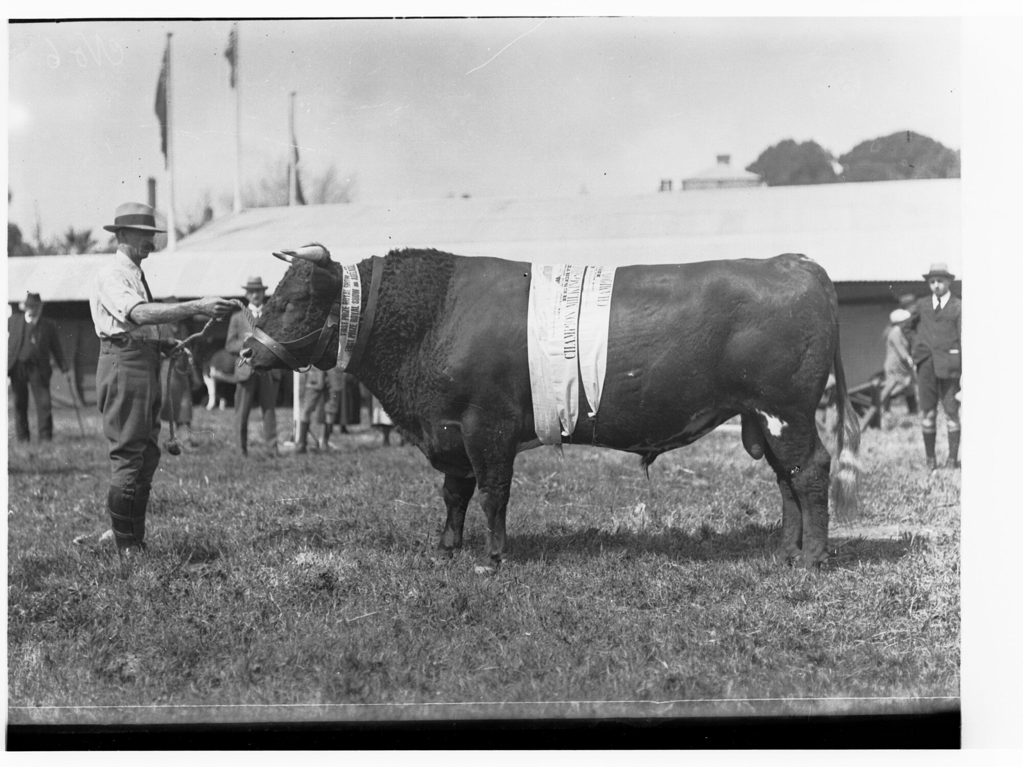 Cattle at Royal Adelaide Show - Man next to a bull
