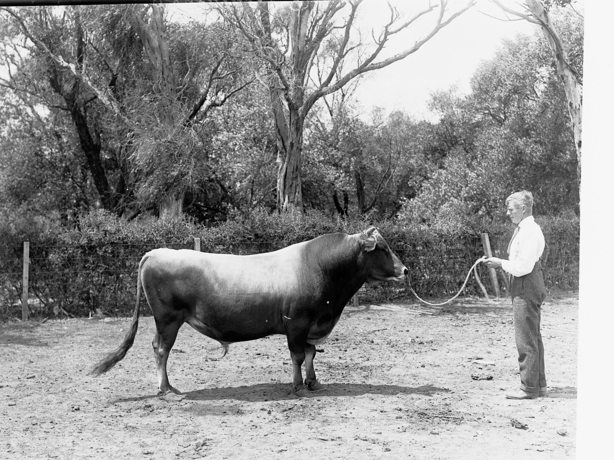 Man with bull at Morphettville 