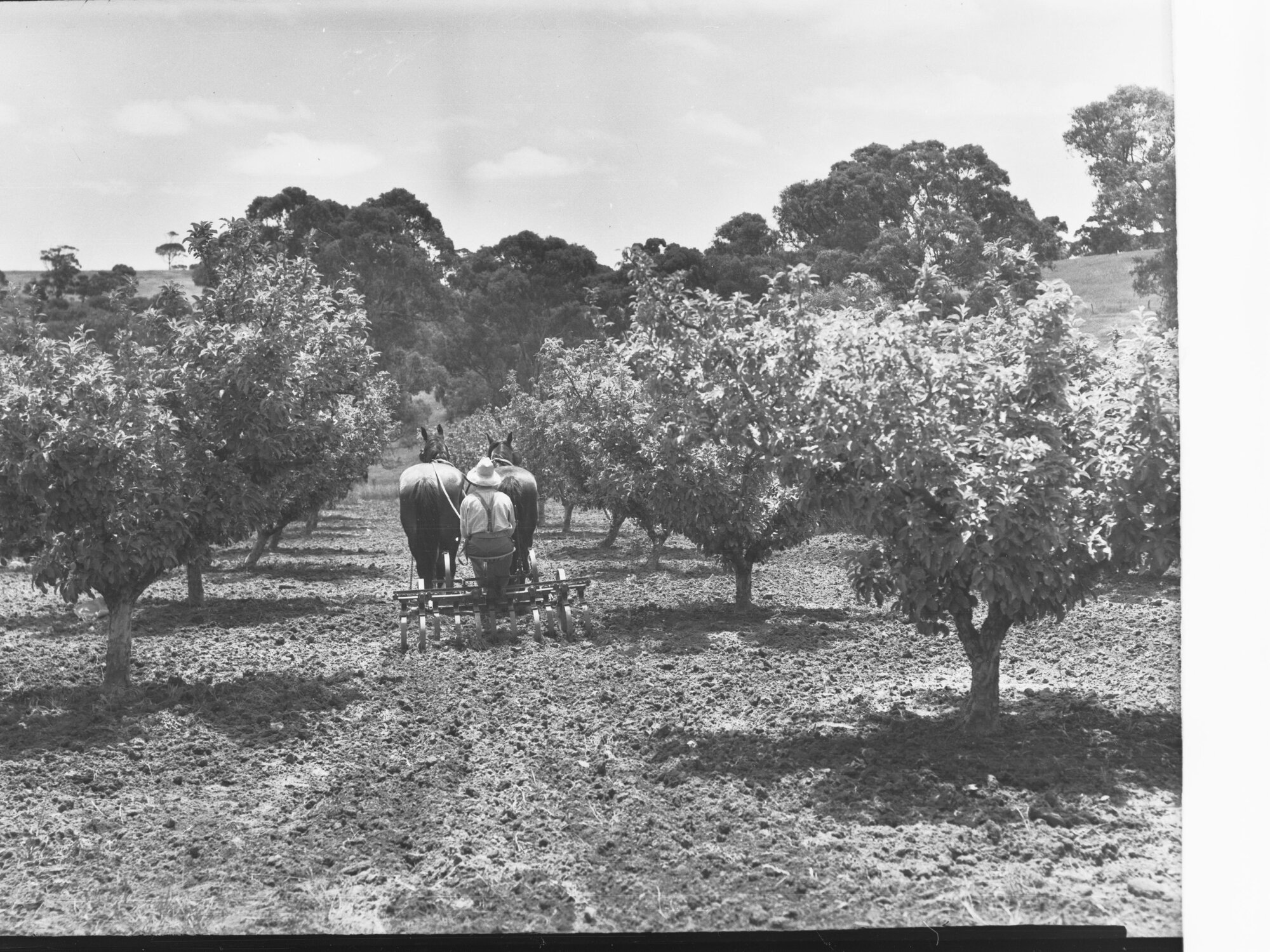 Tending the orchard at Minda Home's Craigburn Farm, 1945