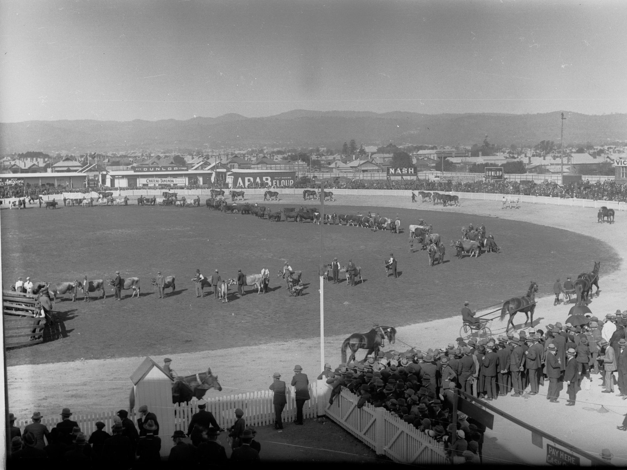 Cattle Show at the Royal Adelaide Show