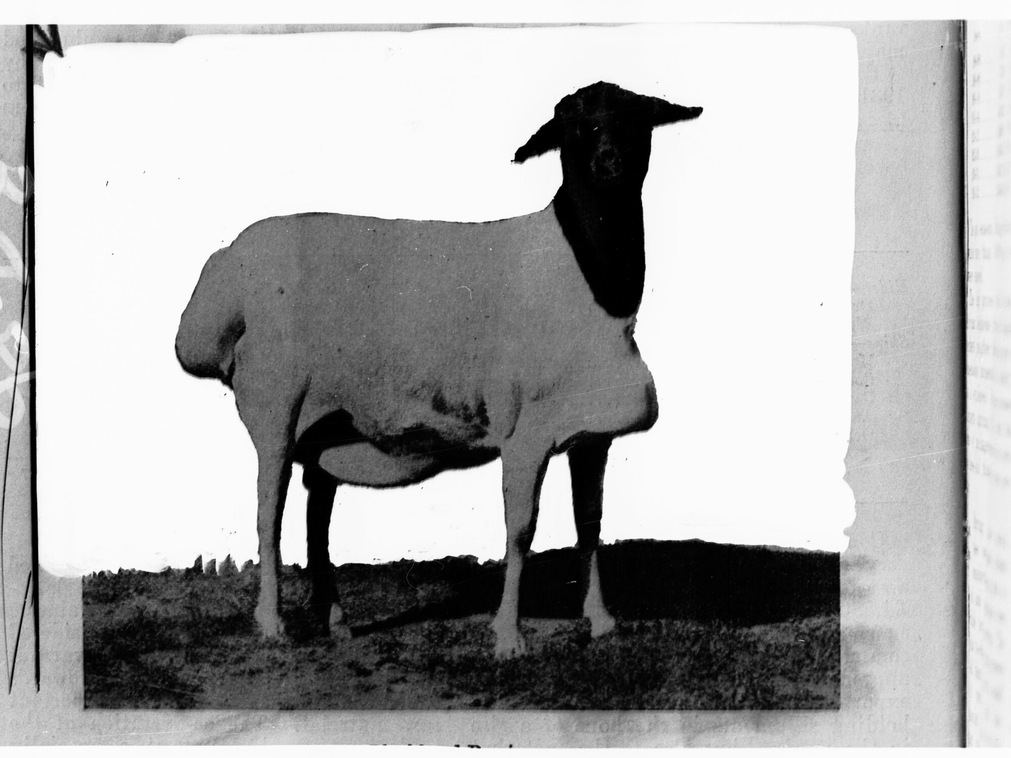 Picture of a Black Head Persian Ewe (Coetzee M L Esquire Craddock) - taken from a page in a book