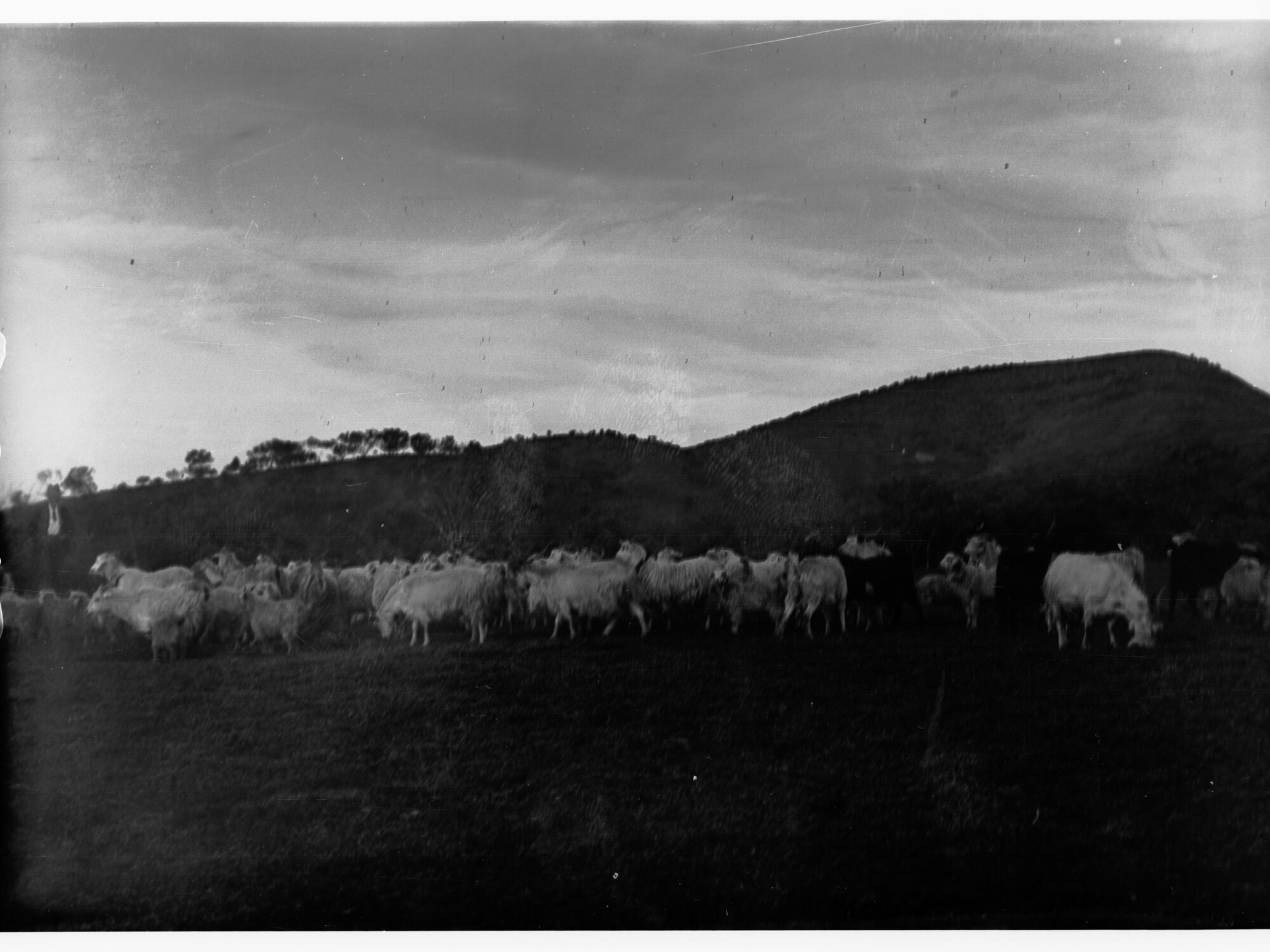 Angora Goats at Mount Searle