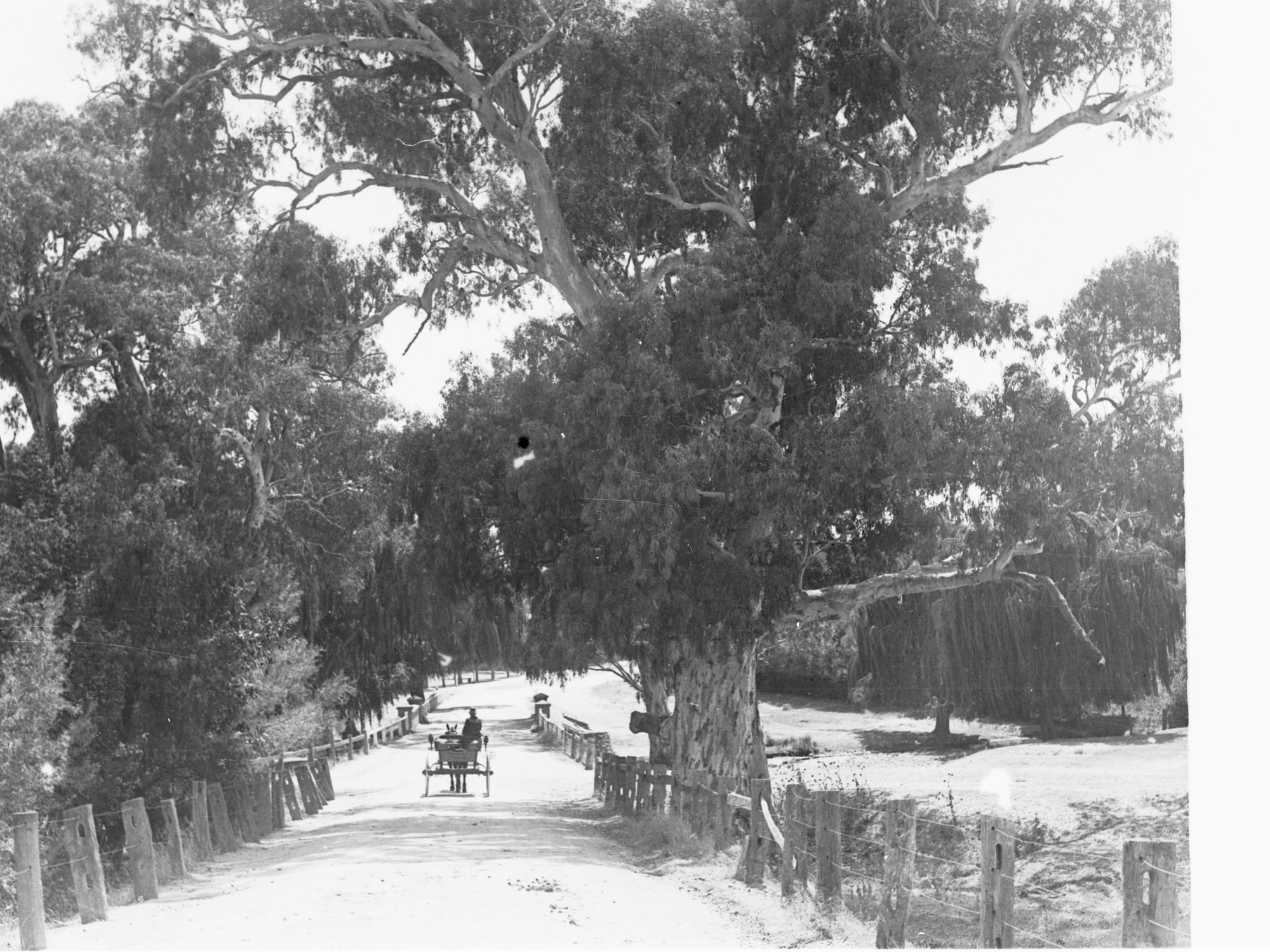 Horse and carriage on a road near Mitcham
