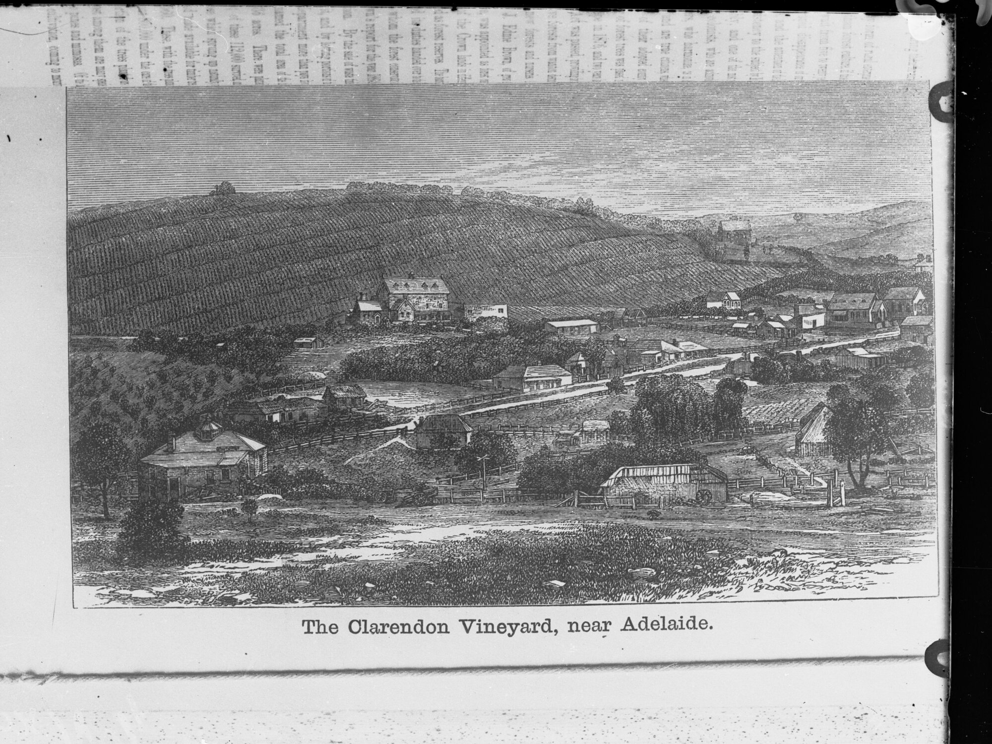 Sketch of Clarendon Vineyard