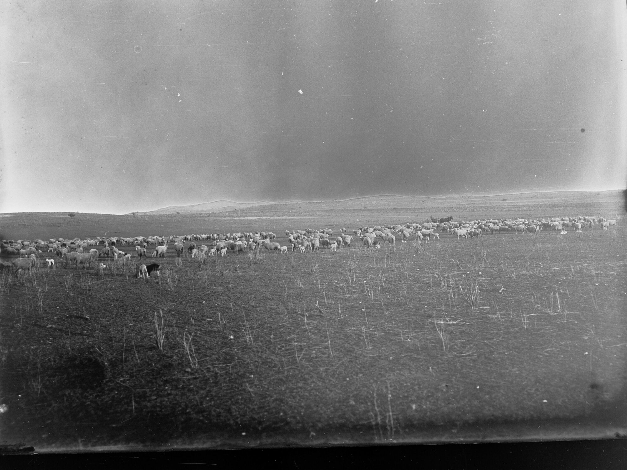 Sheep Station at Blinman, South Australia