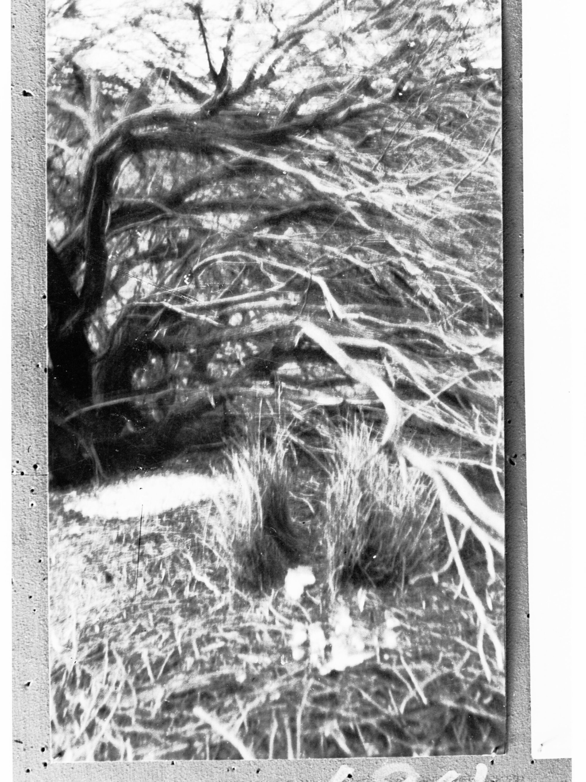 View of the bower of a bower bird