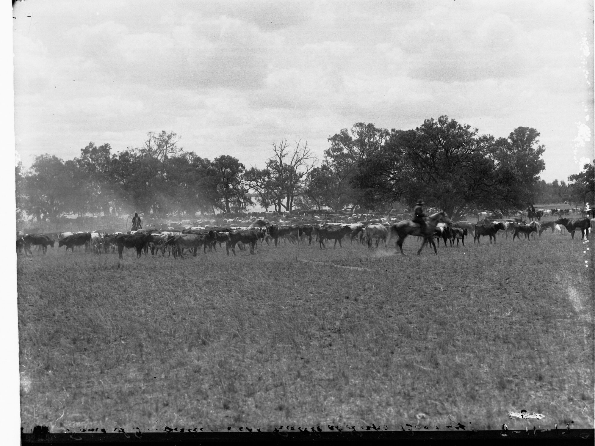 Stockmen Herding Cattle at Lake Bonney