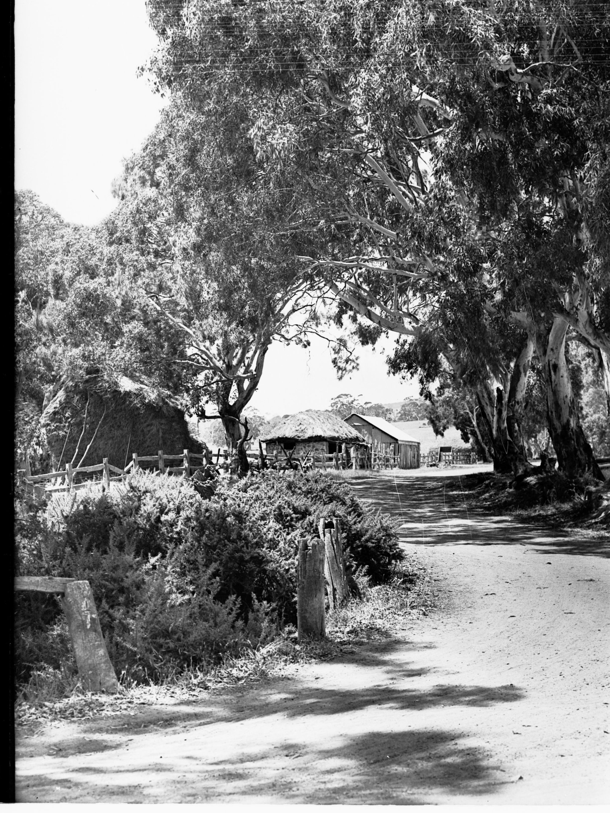 Myponga Showing Mud Hut and Shed