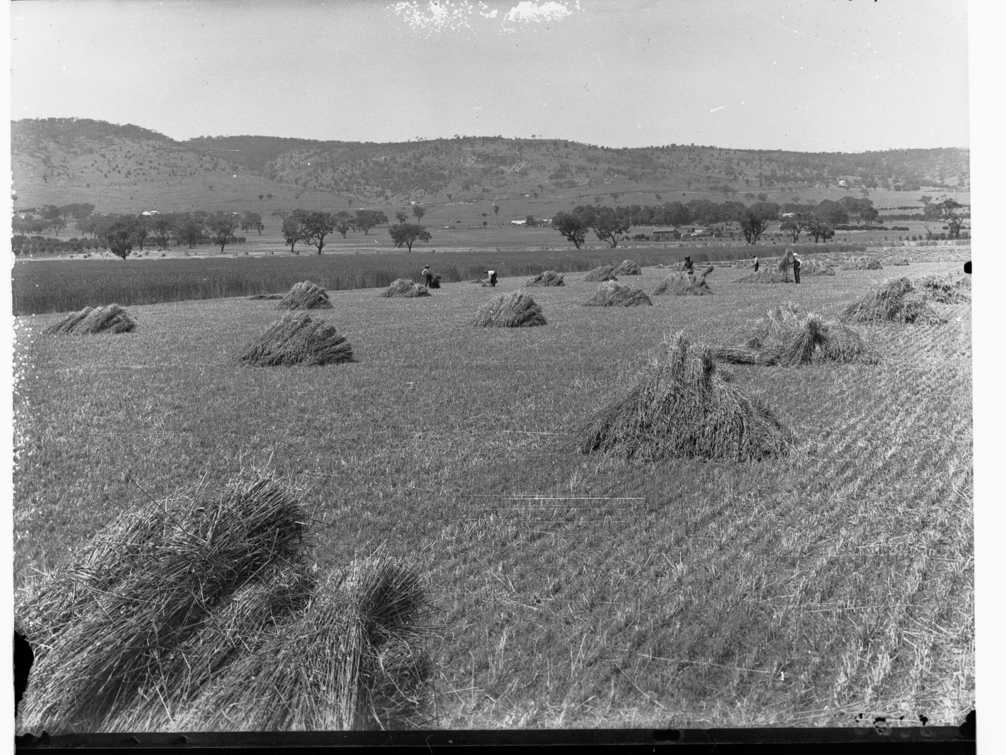 Hay Stacks in Paddock at Mitcham