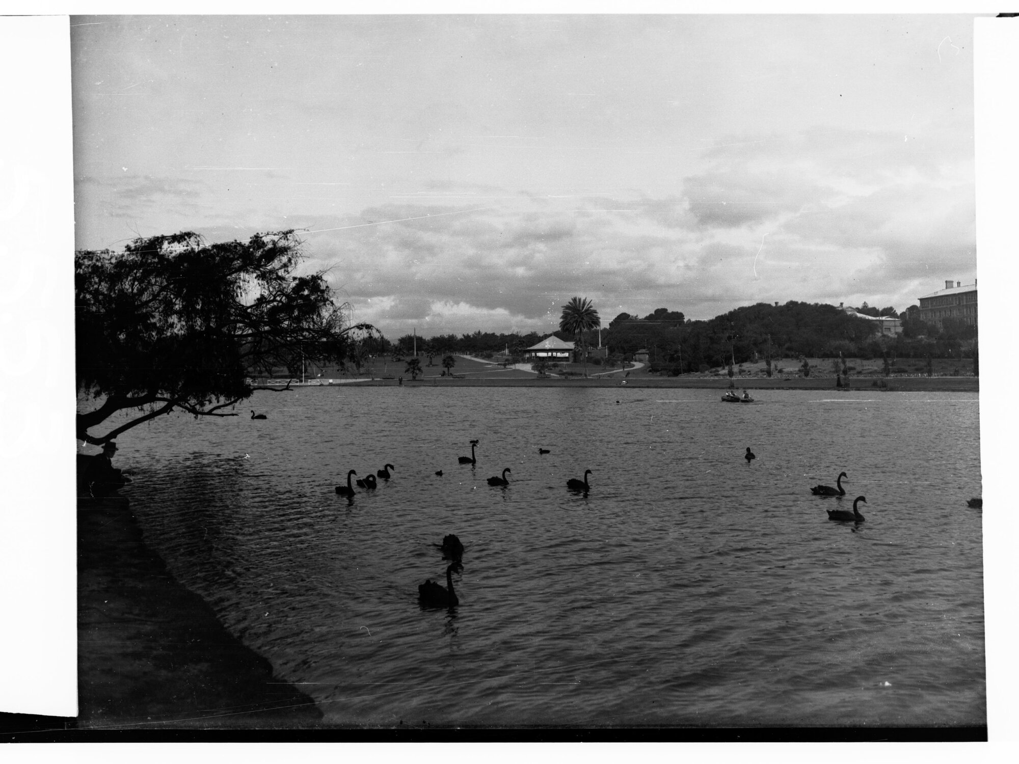 Swans on the River Torrens