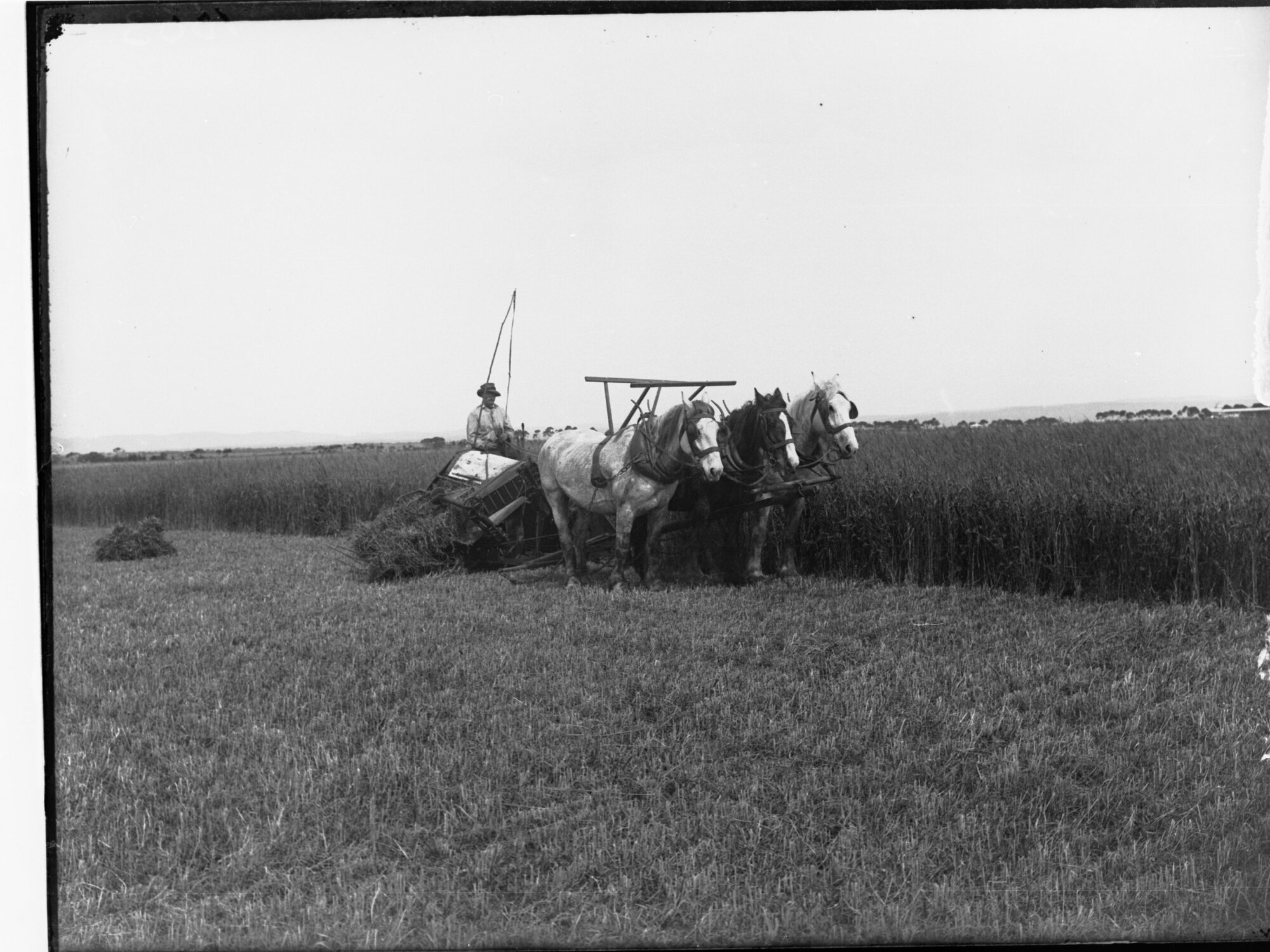 Man harvesting a crop of wheat at Roseworthy College