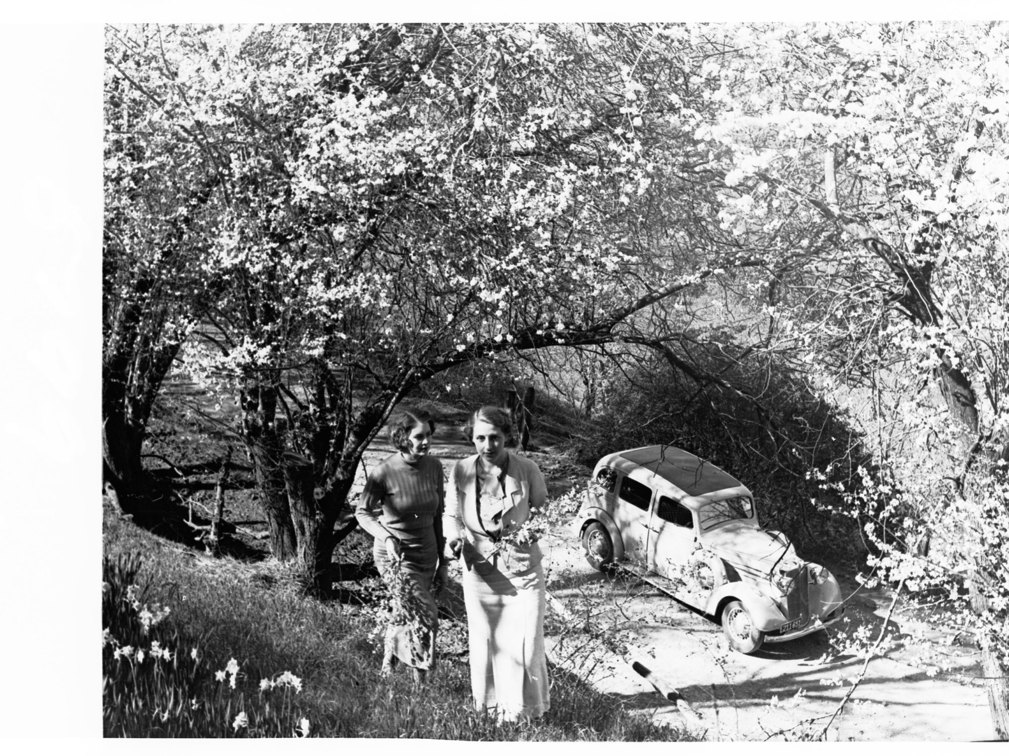 Women Picking Blossoms