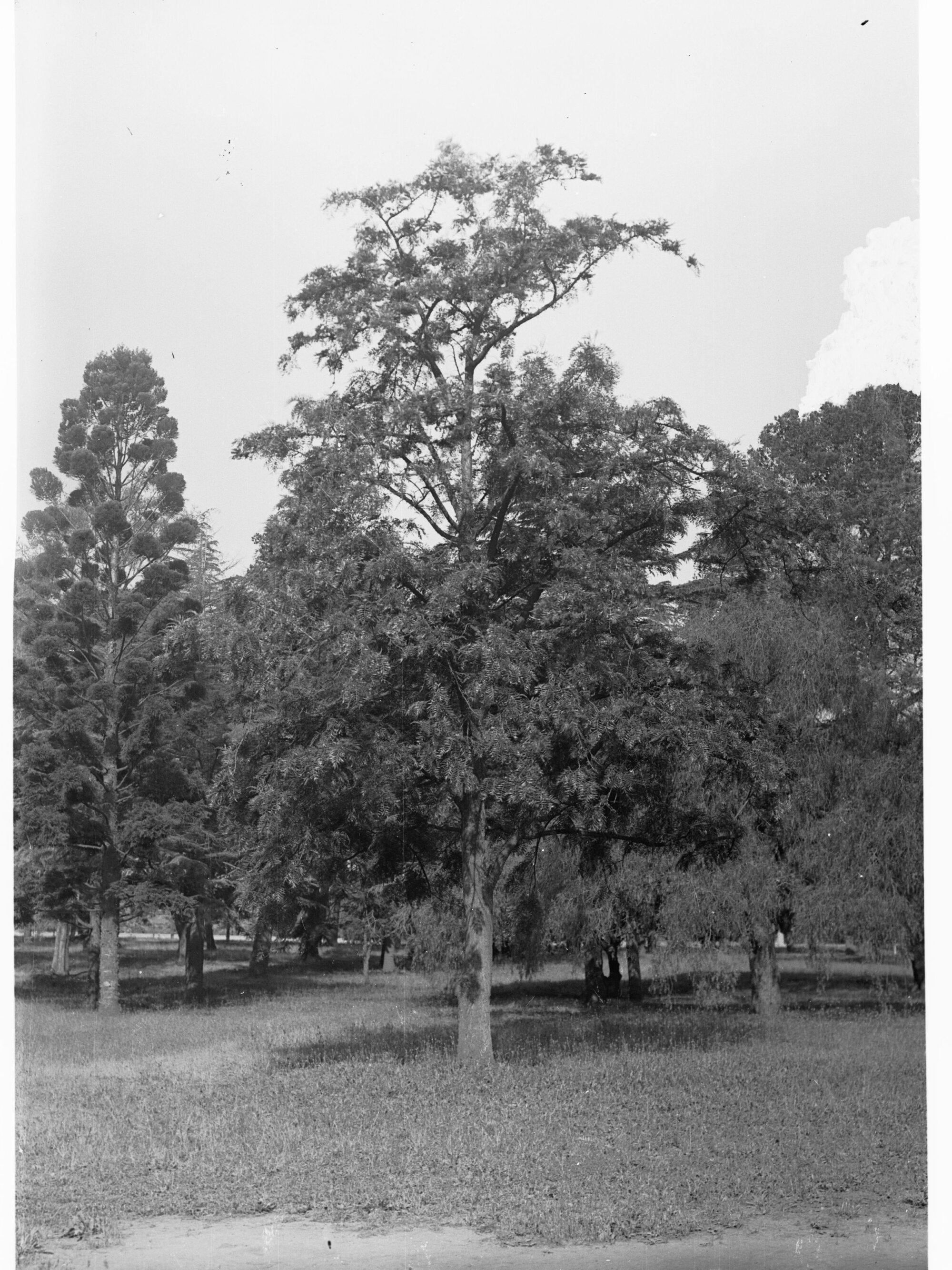 Banksia Integrifolia Specimen, Botanic Gardens