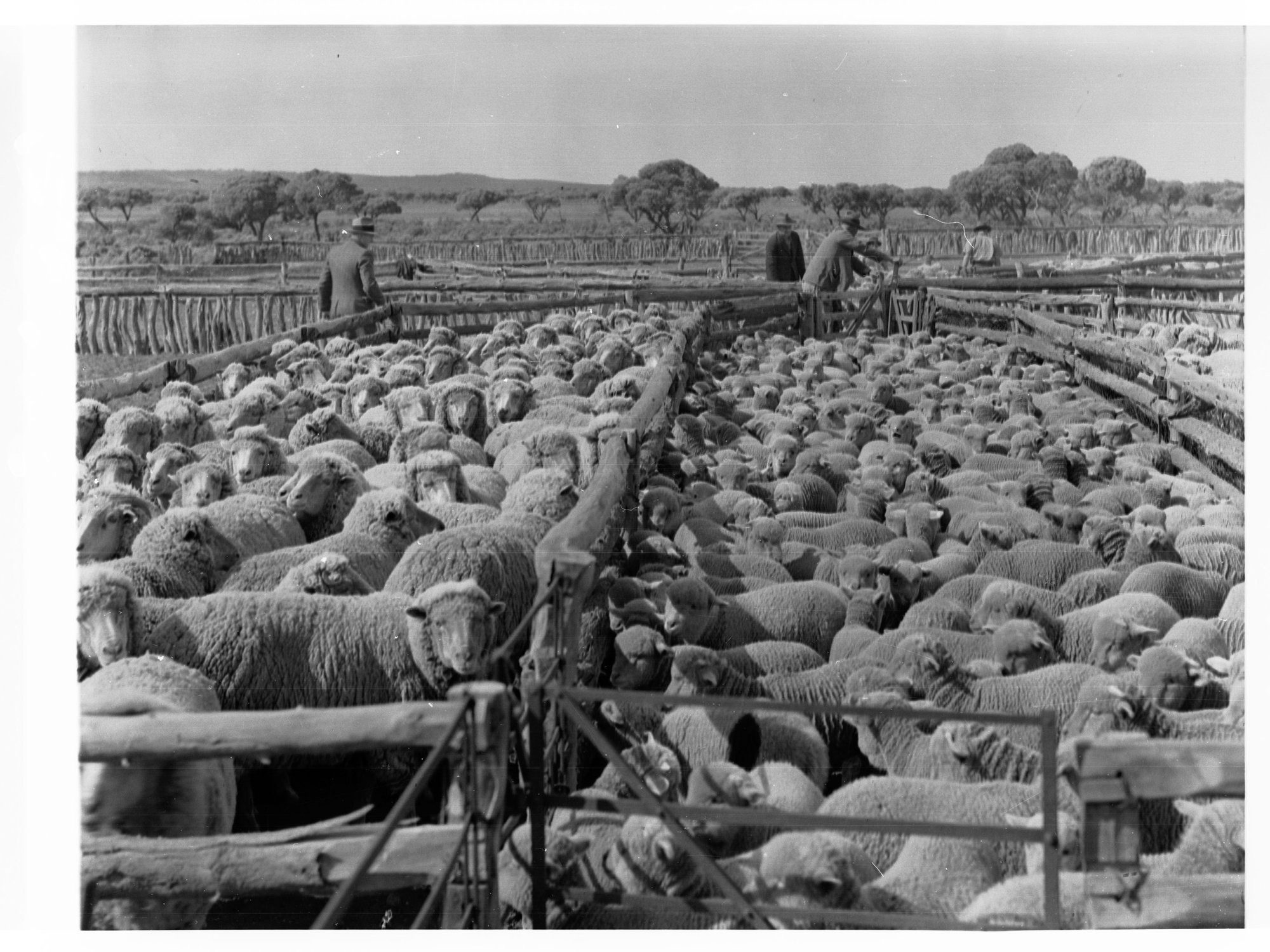Sheep at Euro Station