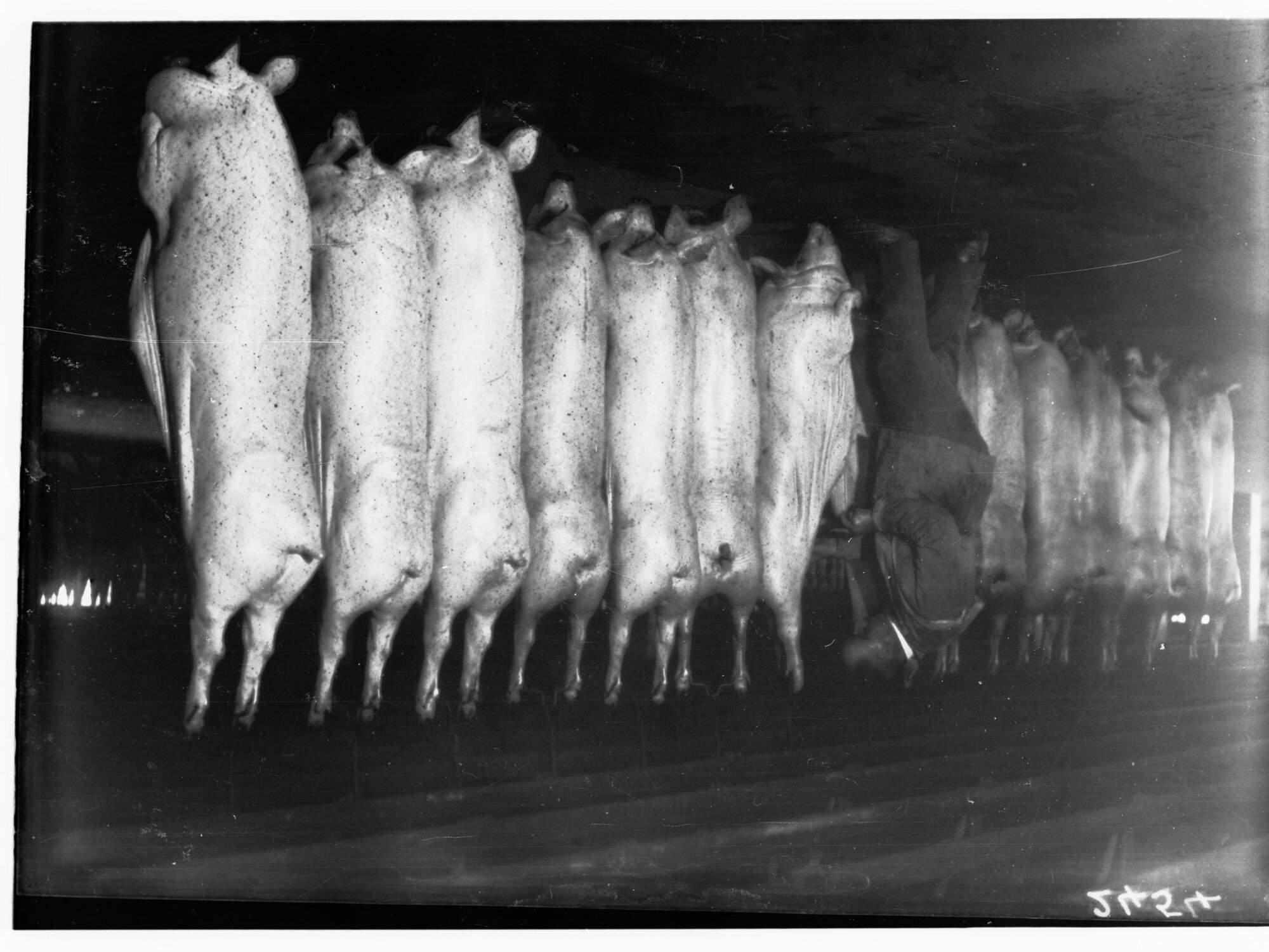 Inspecting pig carcasses at Port Adelaide, export depot