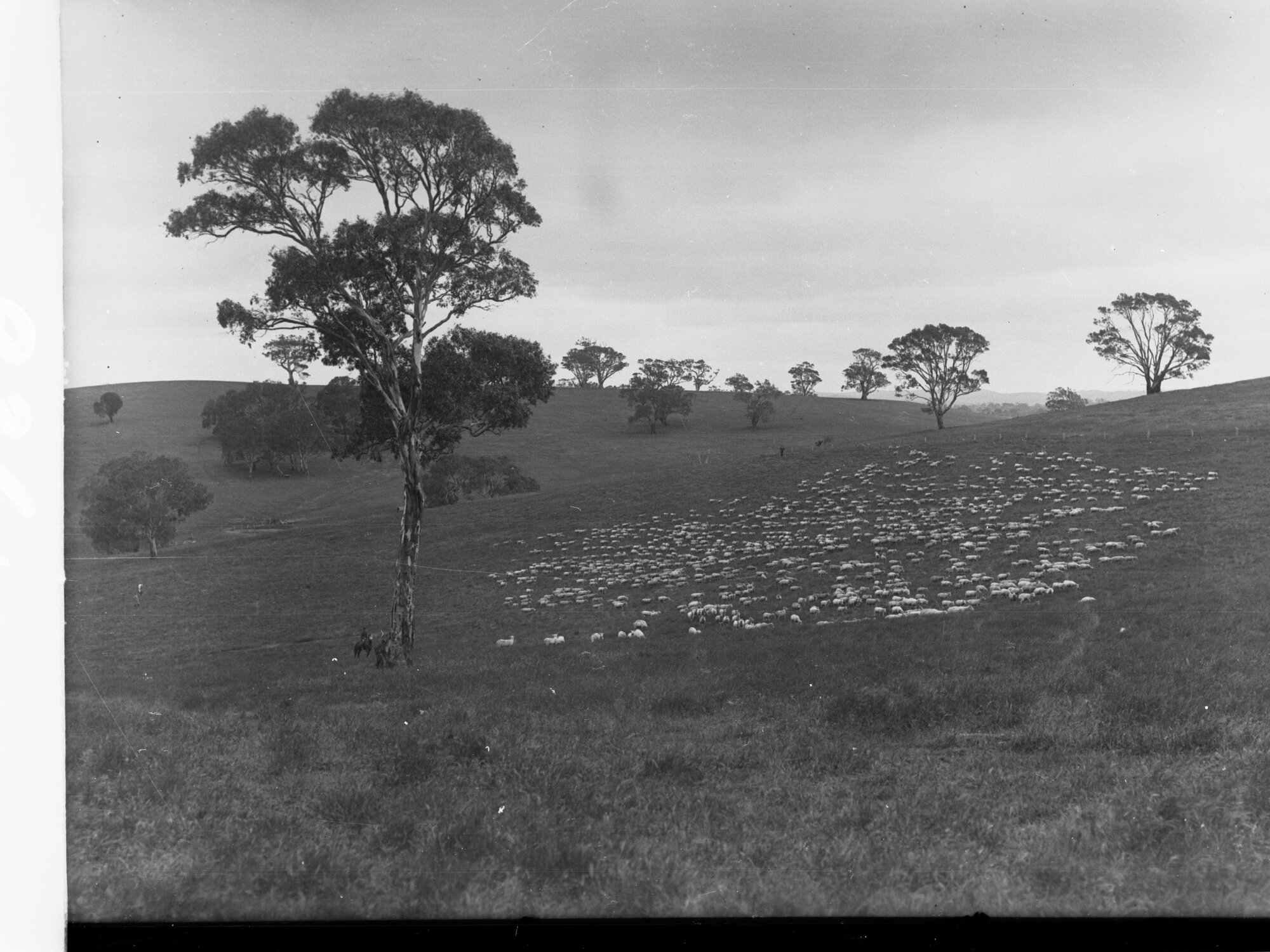 Sheep at  Nairne