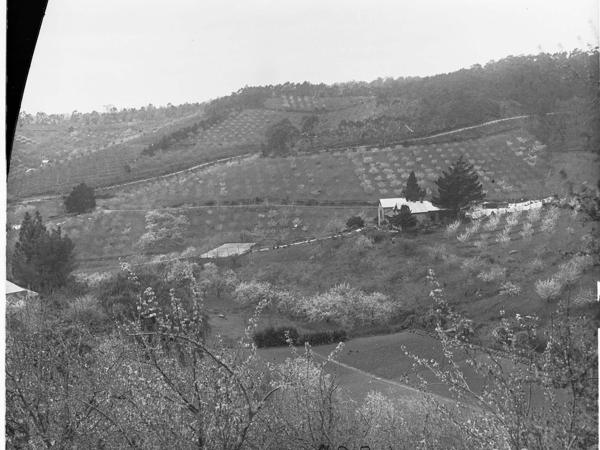 Playford's Gardens, 'Drysdale', Debneys Road, Norton Summit