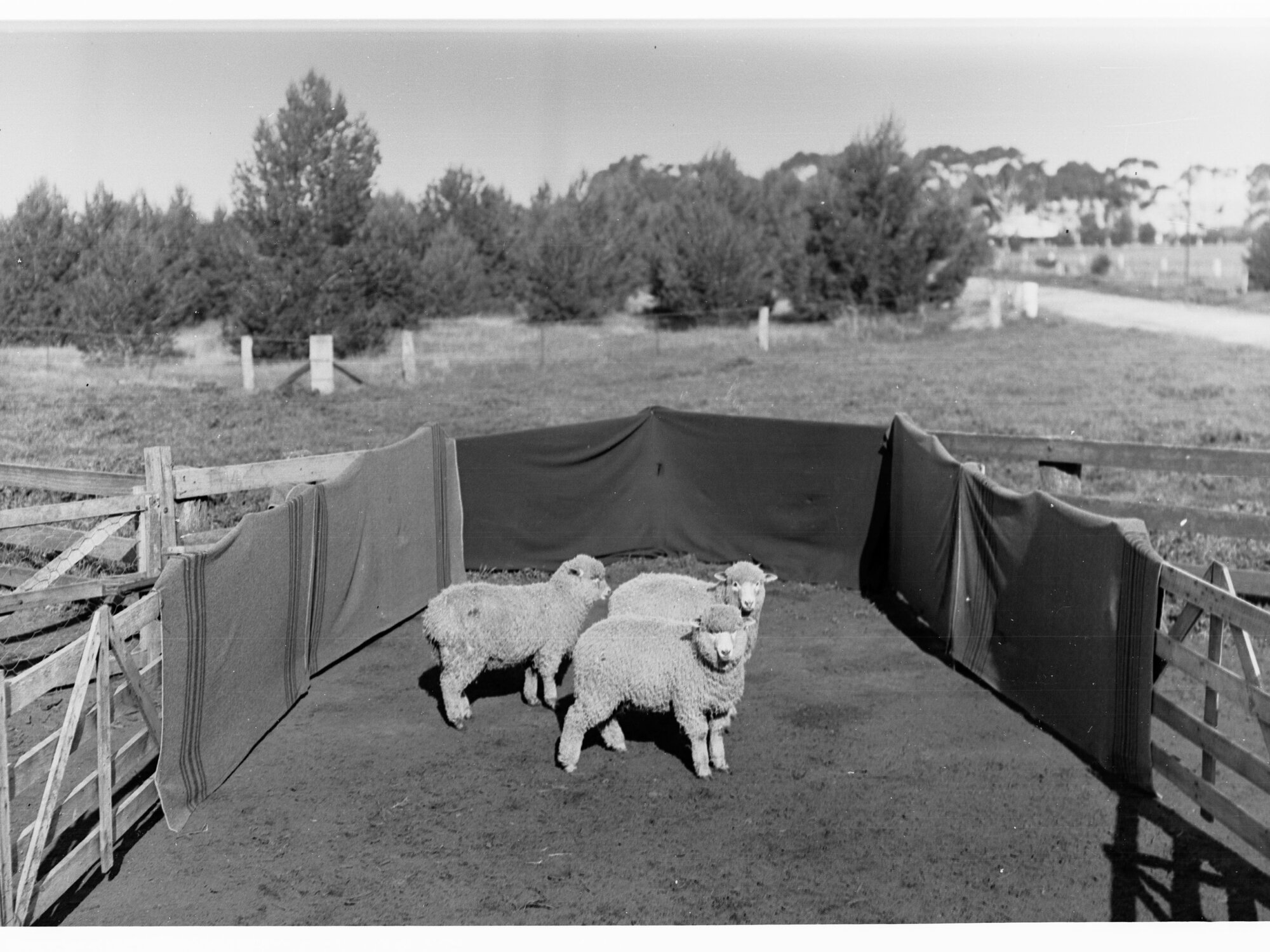 Sheep in a pen at Roseworthy