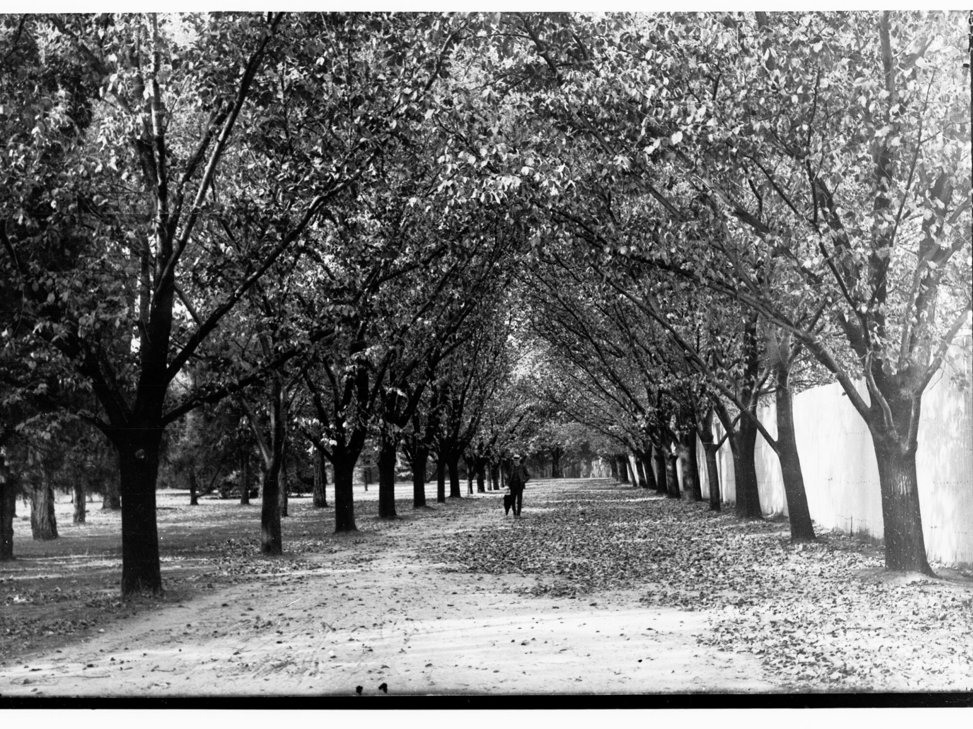 Pathway through botanic park