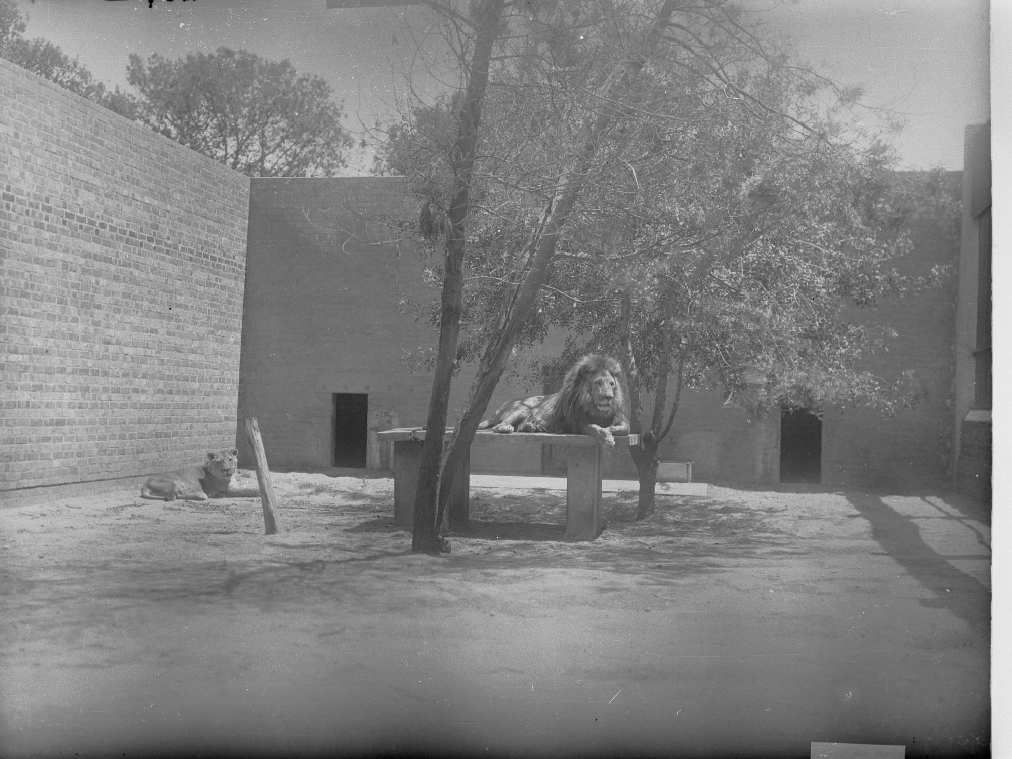 Big Cats at the Royal Adelaide Zoo