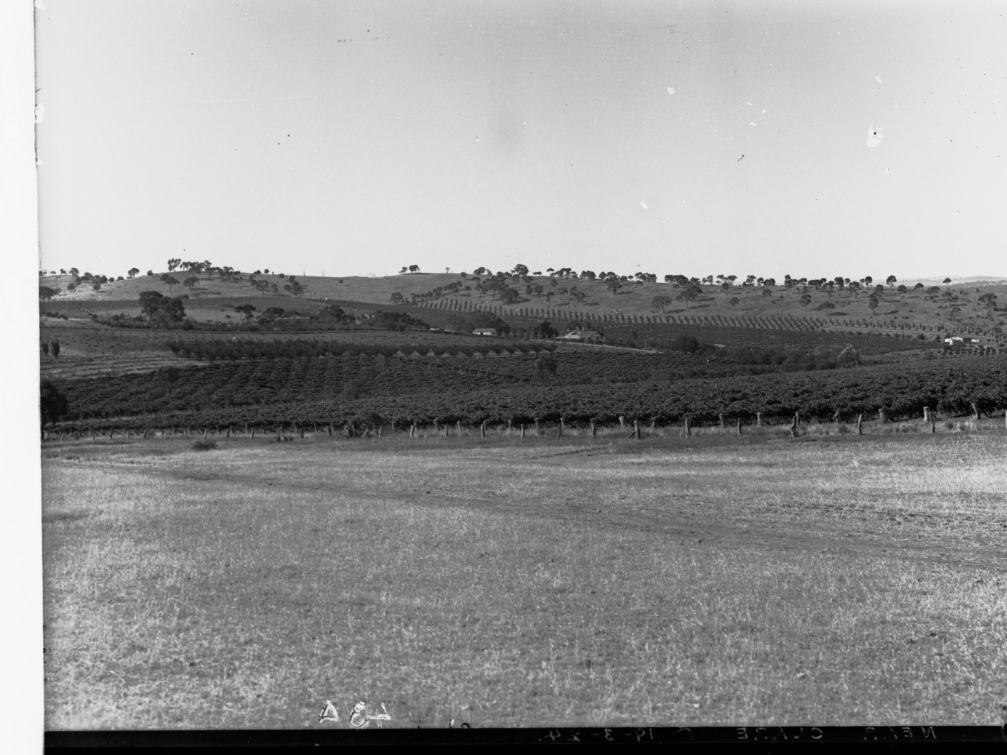 Orchards and Vineyards Near Clare