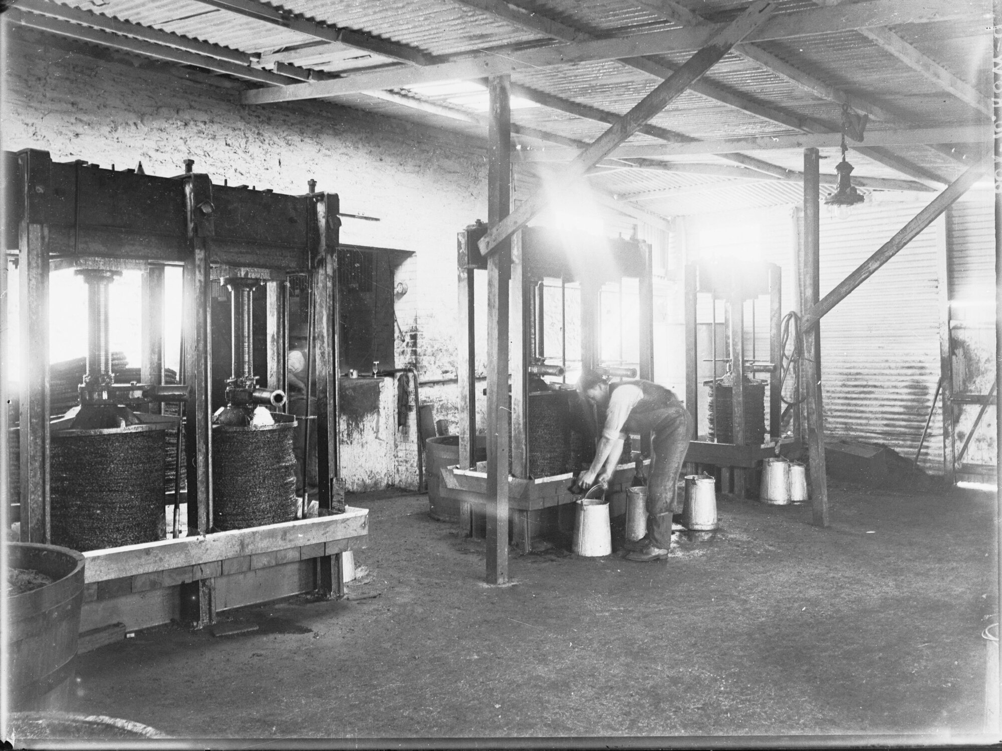 Olive oil making,  man working olive presses, Stonyfell Olive Company  