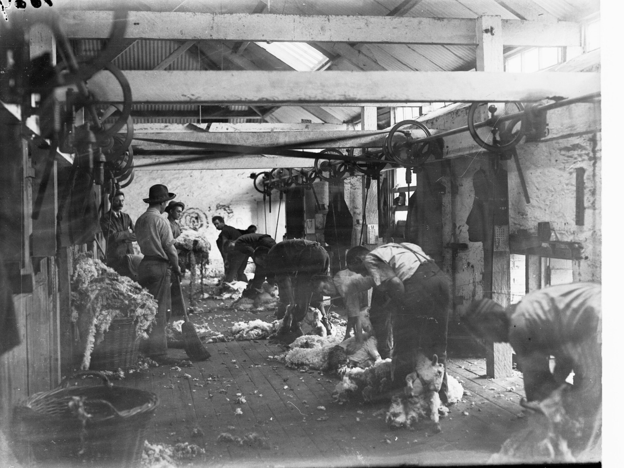 Men in Shearing Sheep at Hill River