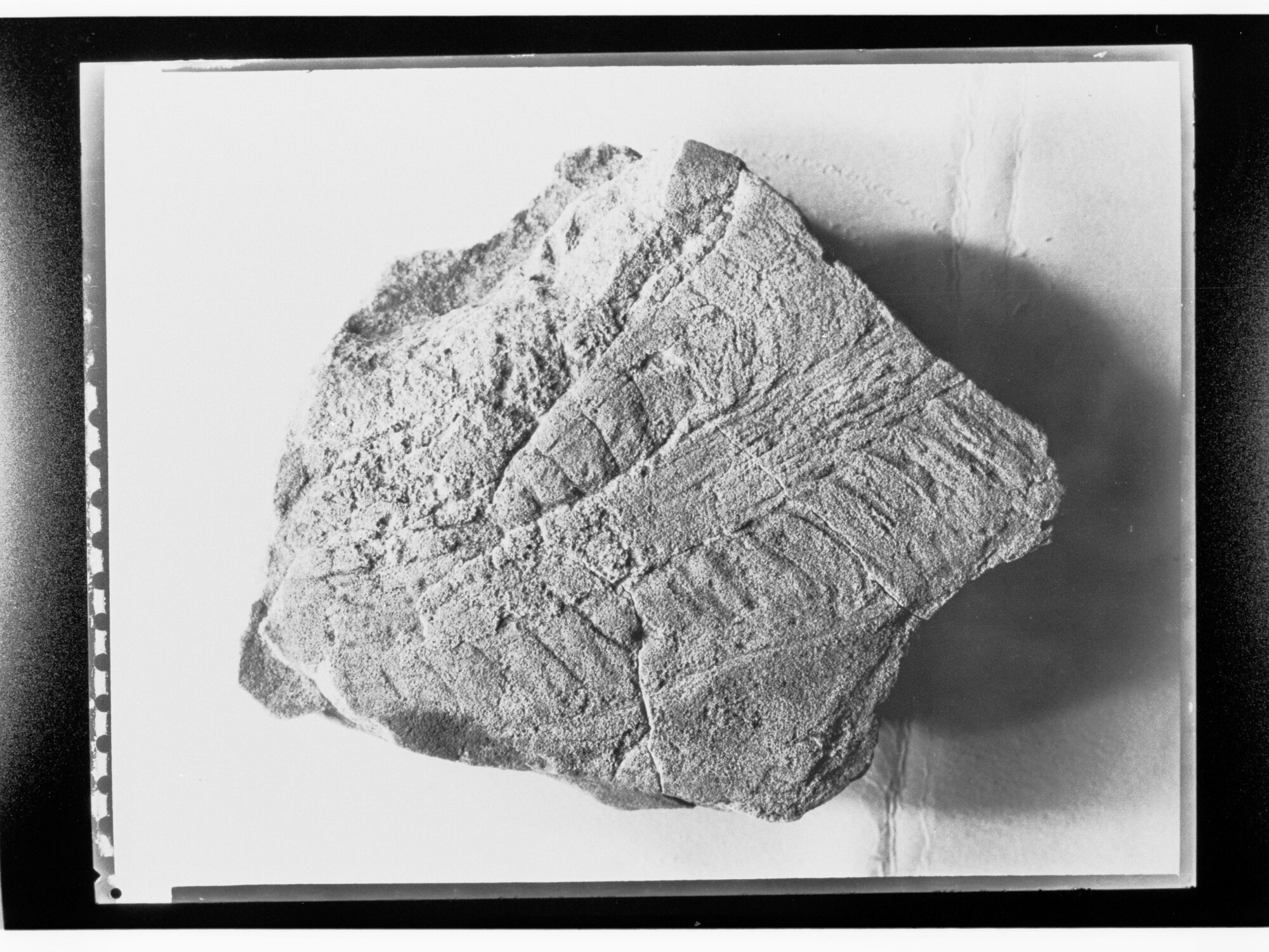 Fossil from Ediacara