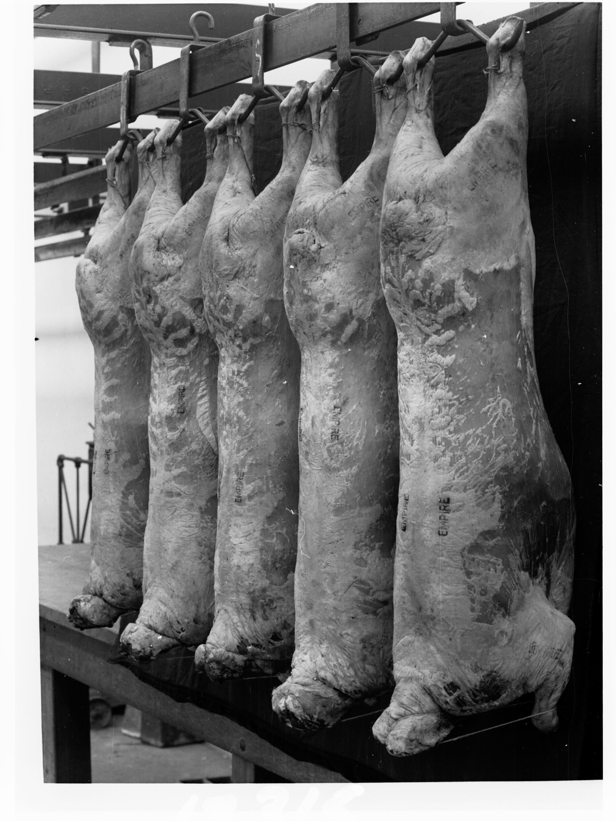 Carcases hanging in cool room - Roseworthy Agricultural College