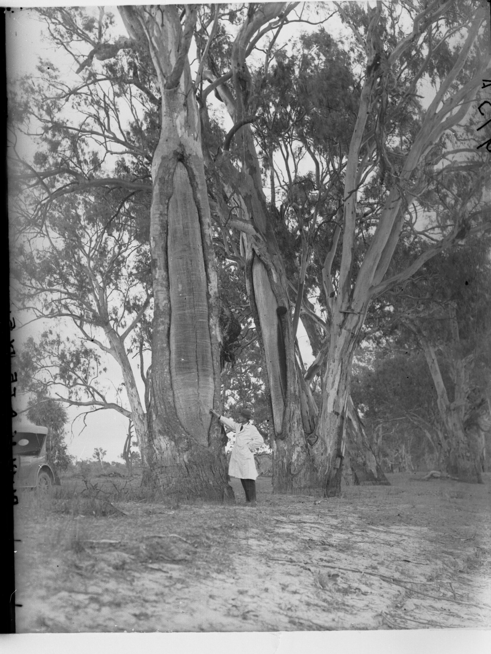 Man standing by the canoe tree at Waikerie on the River Murray