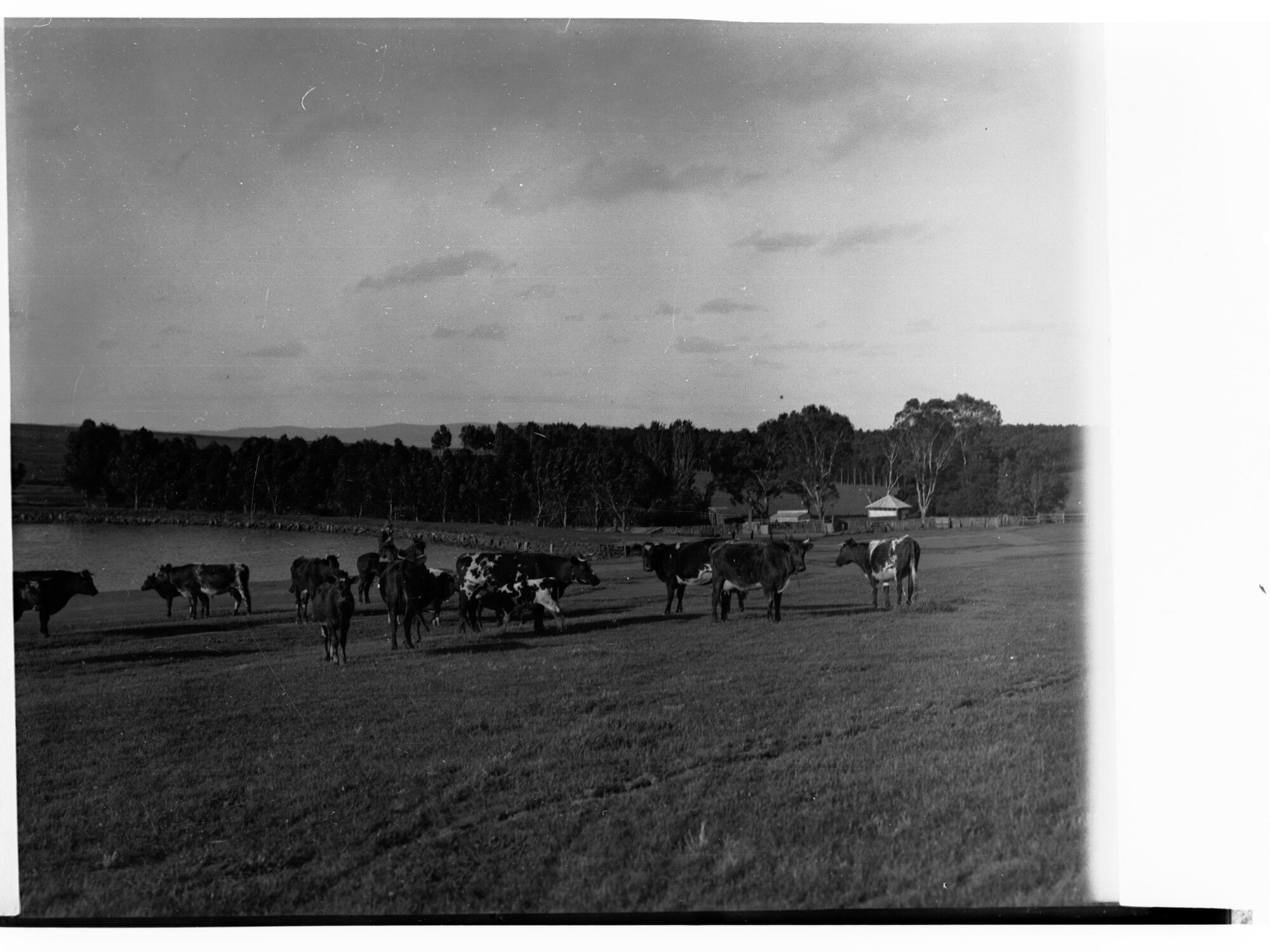 Cows at Hill River  Station