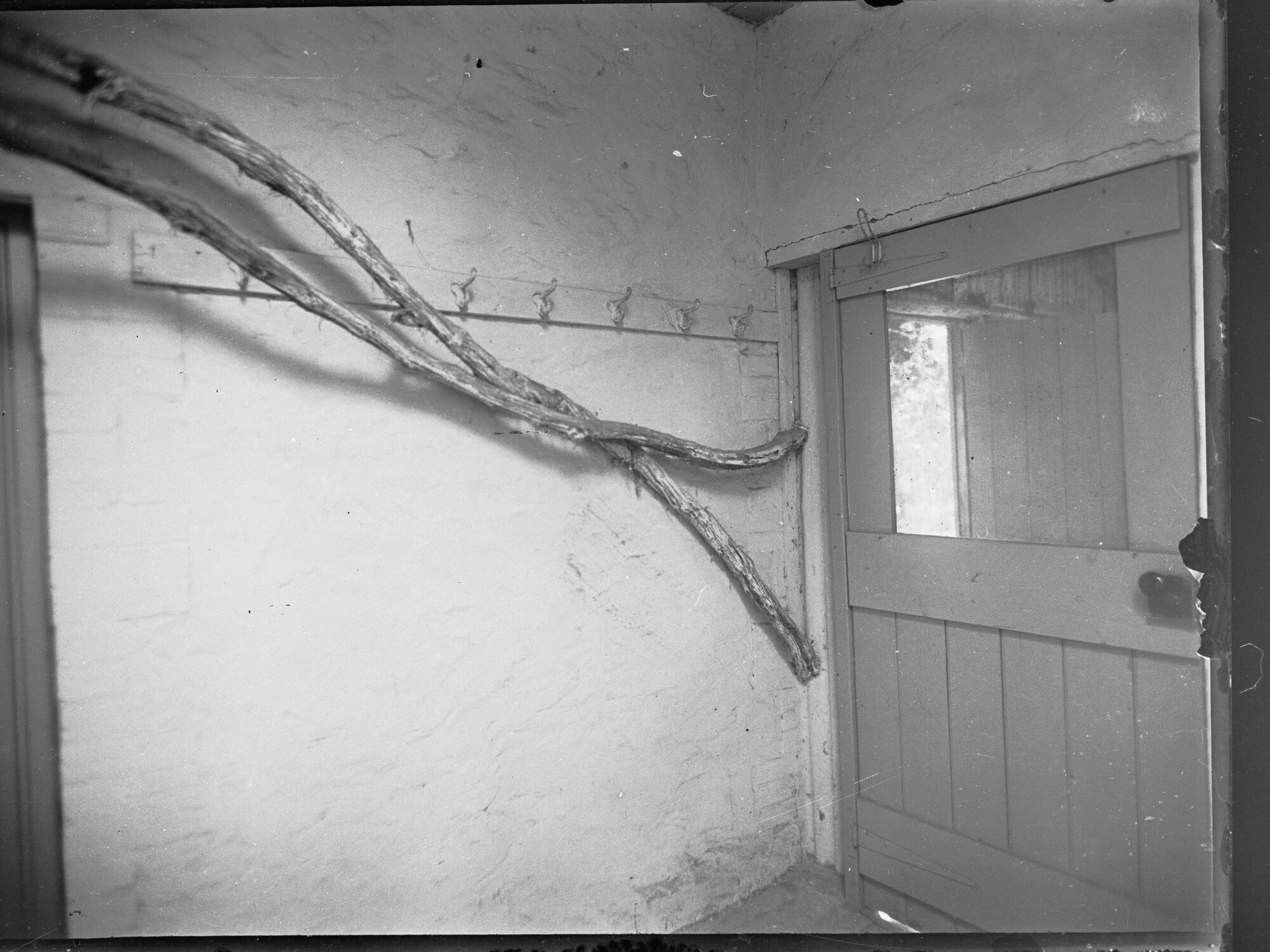 Vine on a house at Brighton