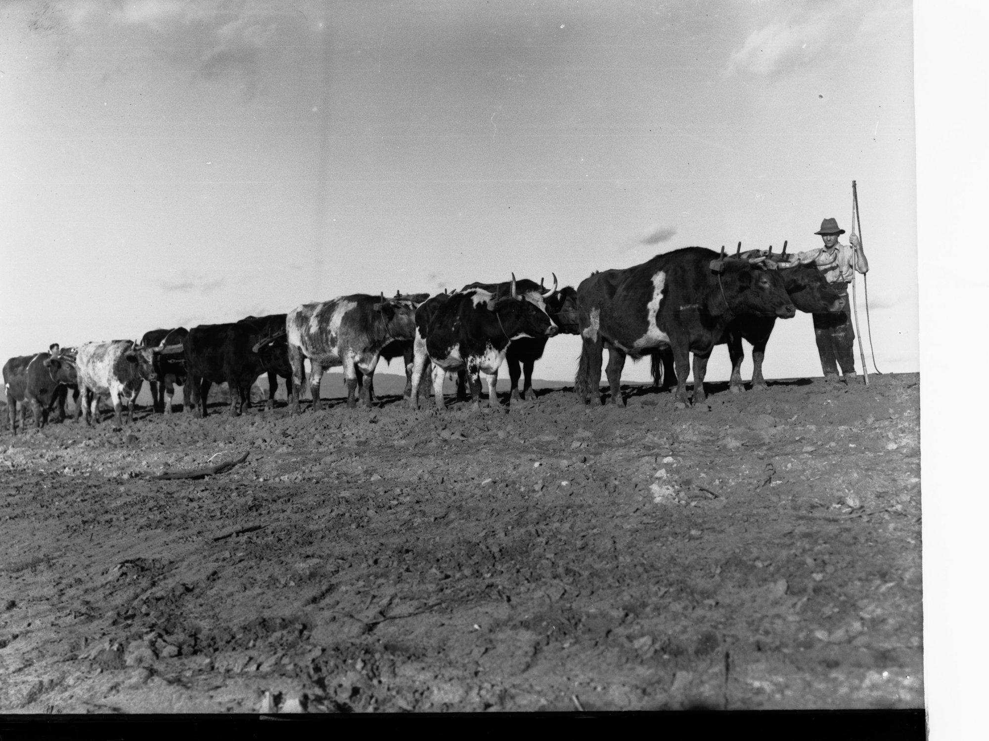 Torrens Flood Water Scheme Showing Harnessed Bullocks and Man Standing Nearby