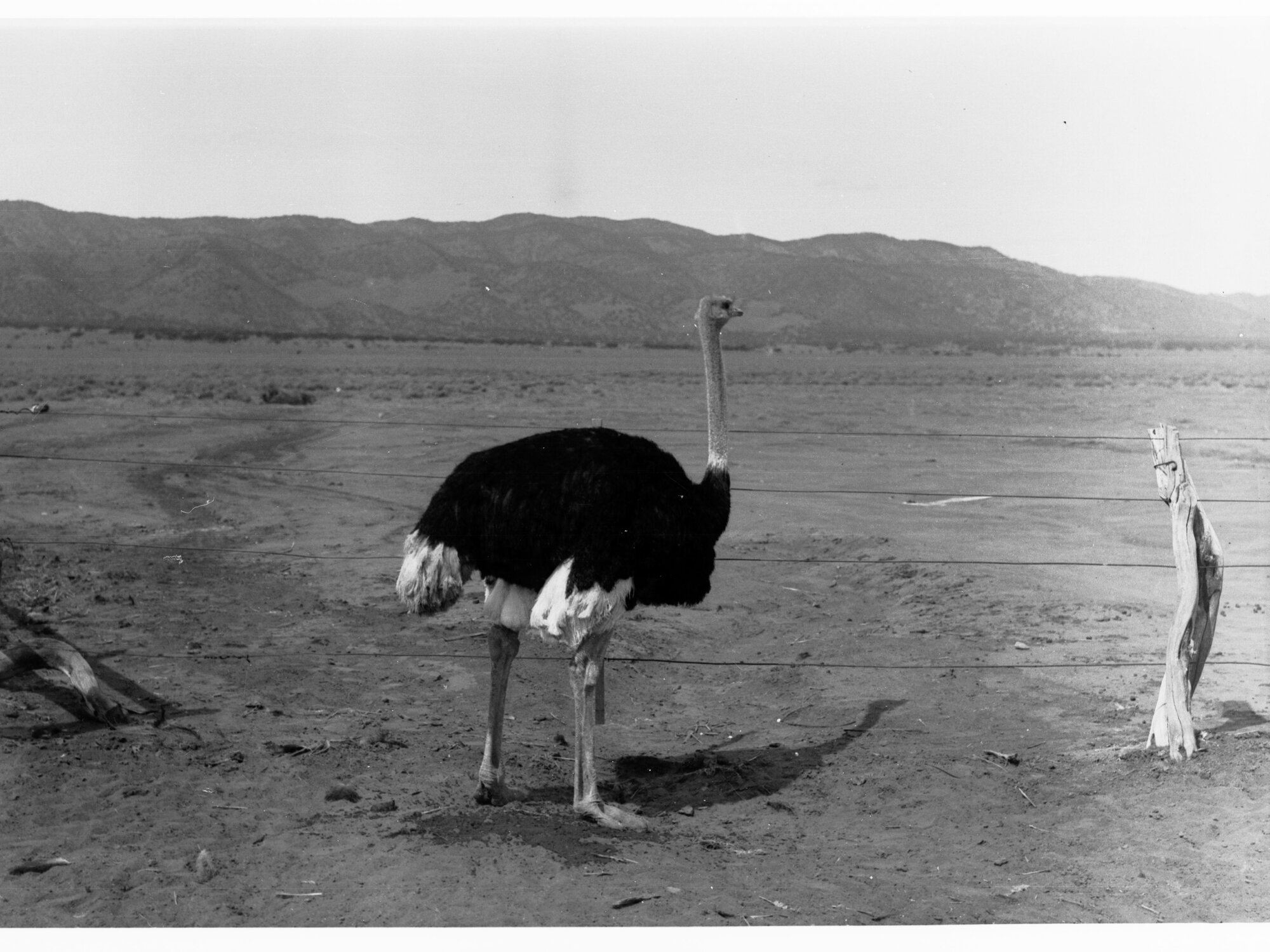 Ostrich
