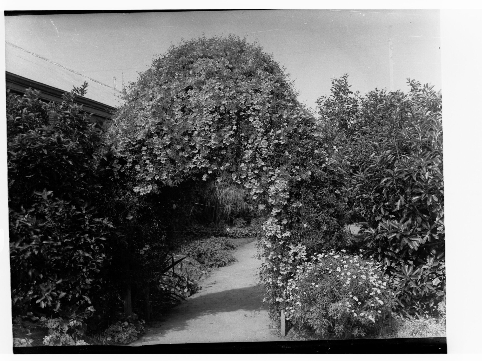 Pathway through a garden showing plants and bushes