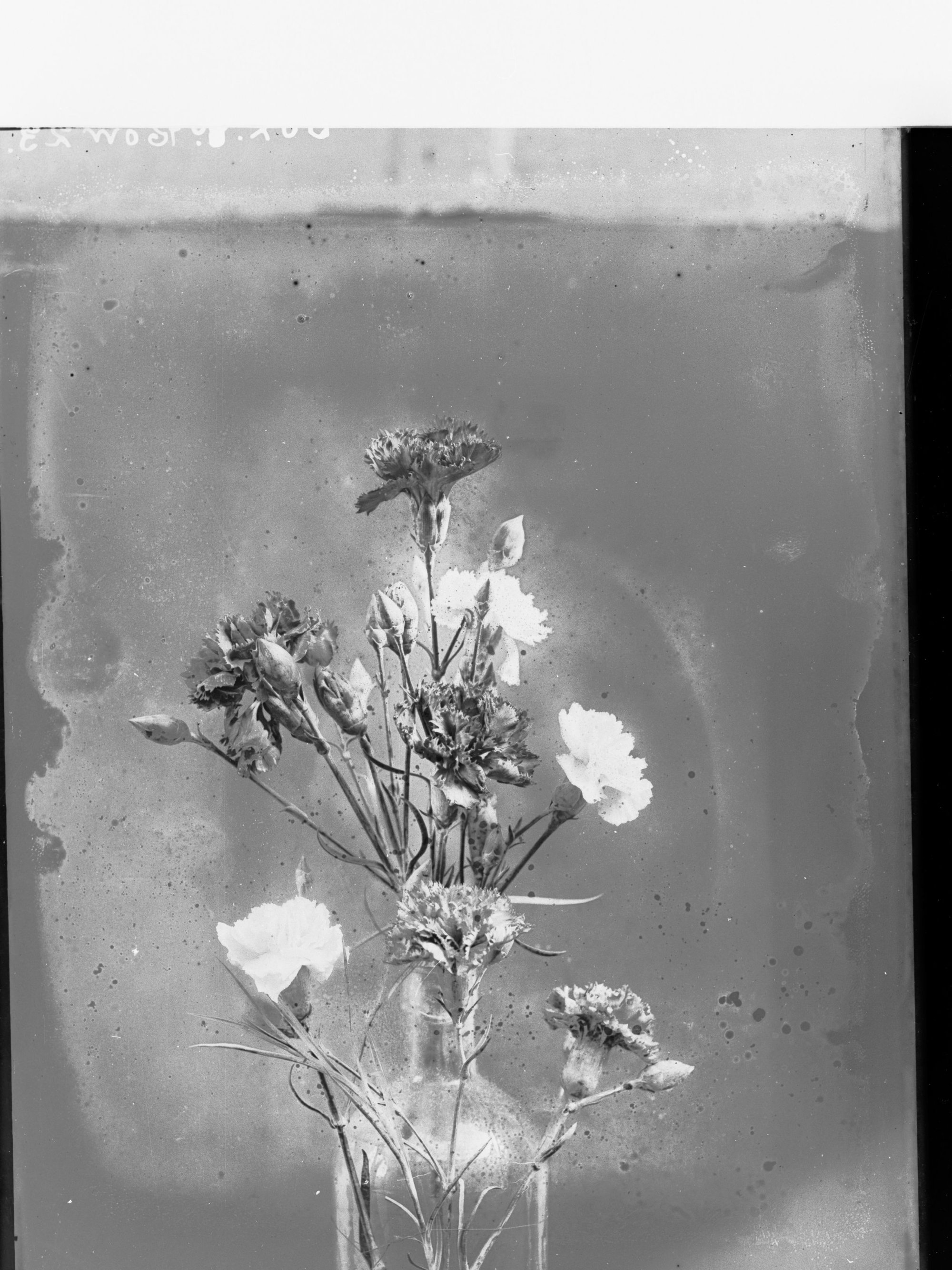 Flower arrangement - Sweet Peas