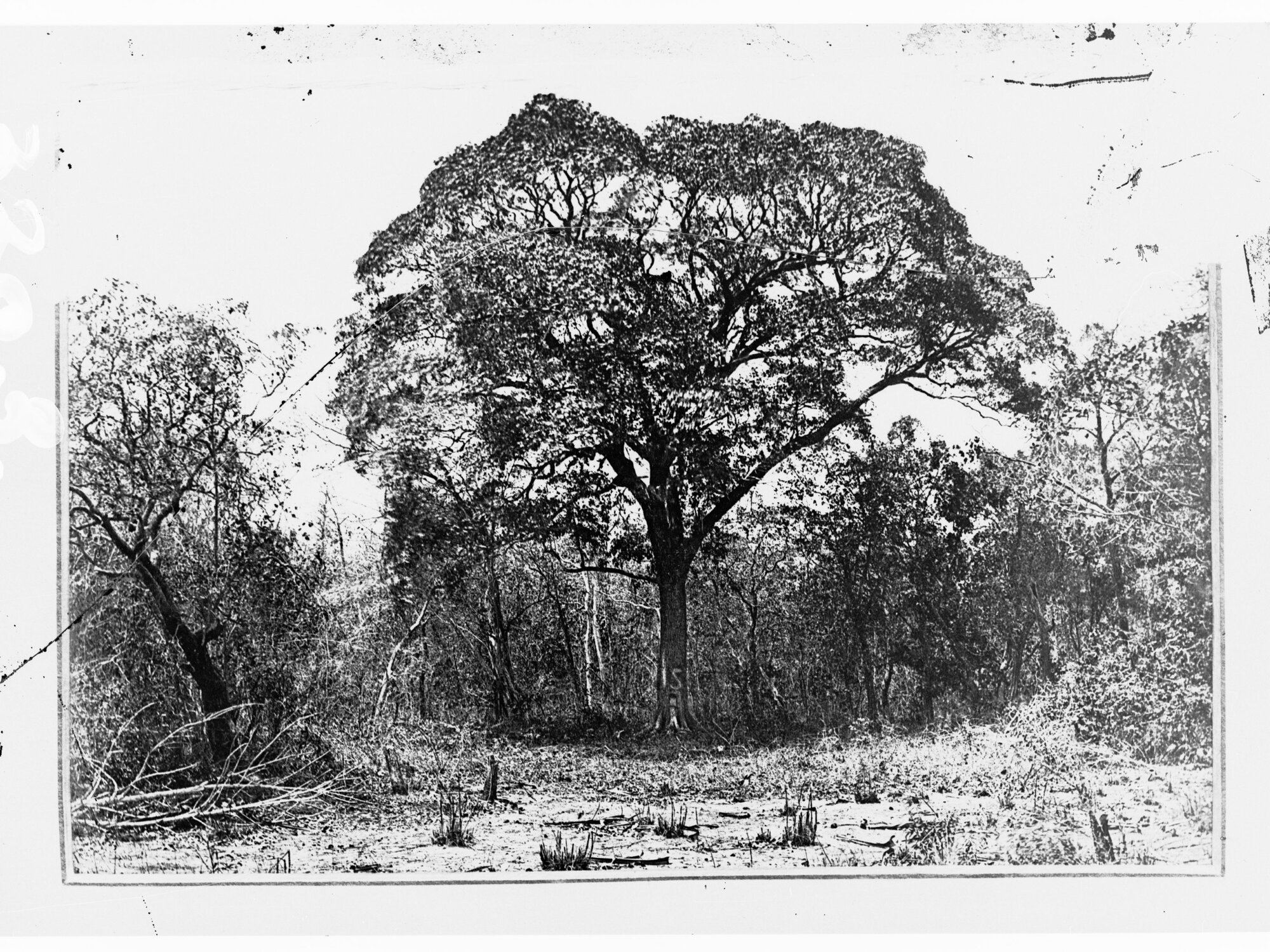 Stuart's tree at Van Diemen Gulf