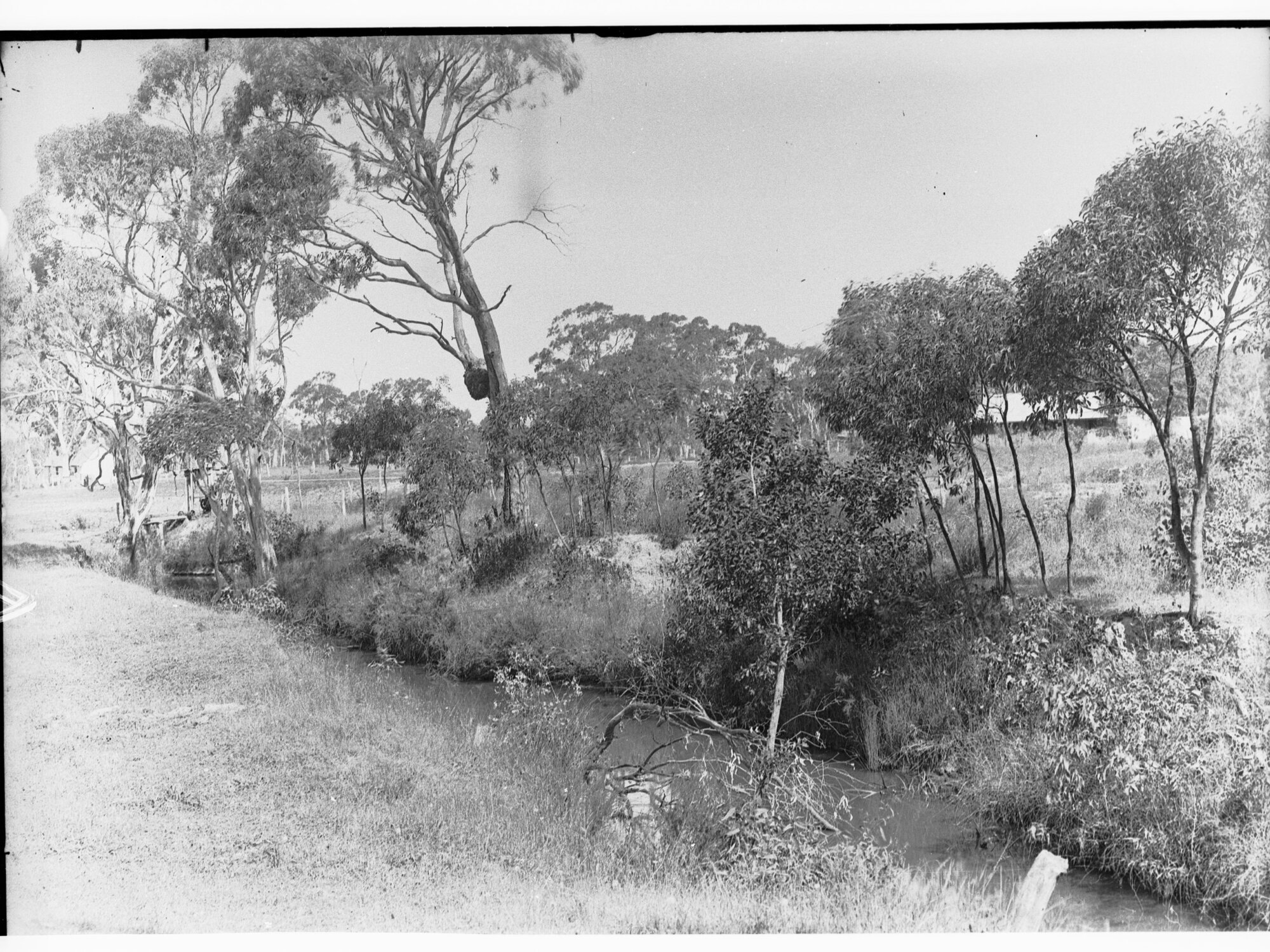 Bush scene at Myponga