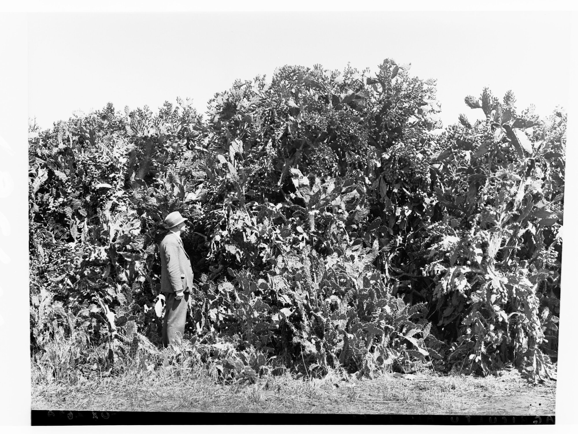 Man standing in a field of prickly pear